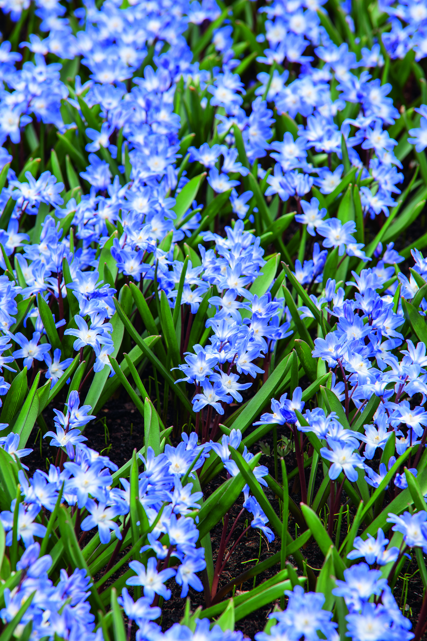 261115_14262112_FM Nahaufnahme eines dichten Bodenteppichs aus leuchtend blauen Chionodoxa-Blüten mit grünen Blättern