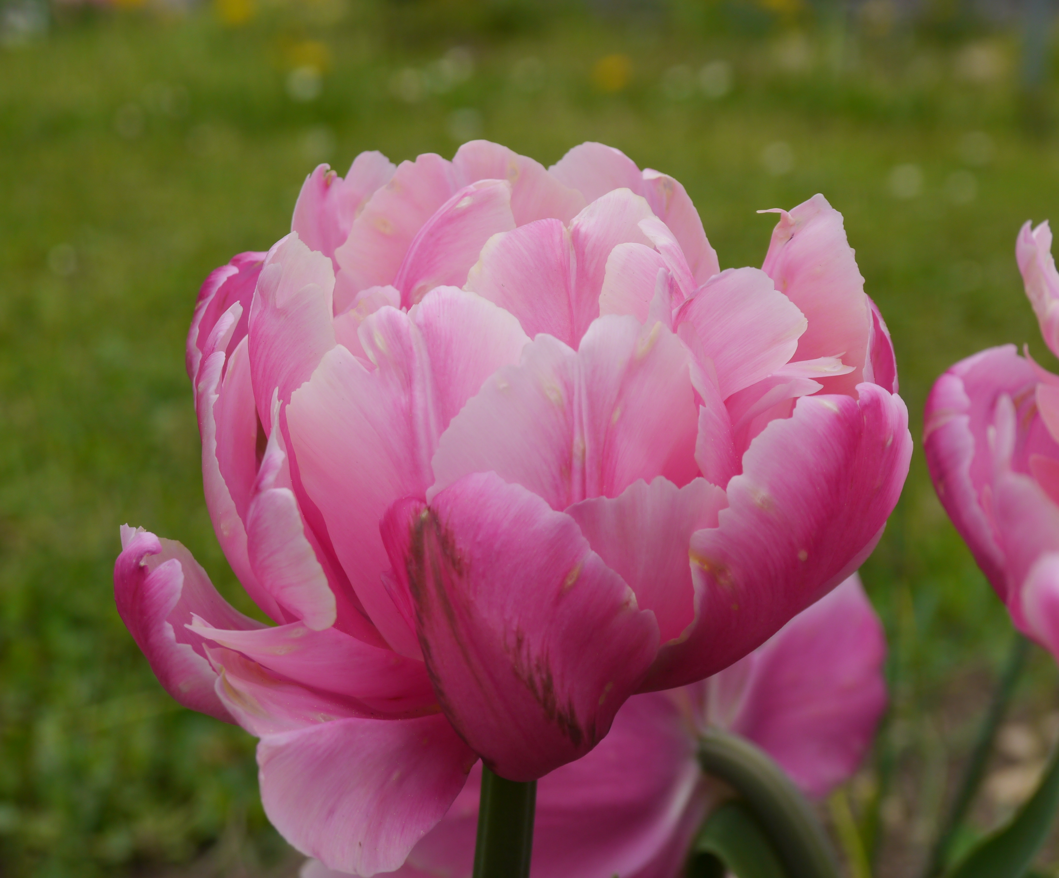 Gefüllte späte Tulpen Pink Star