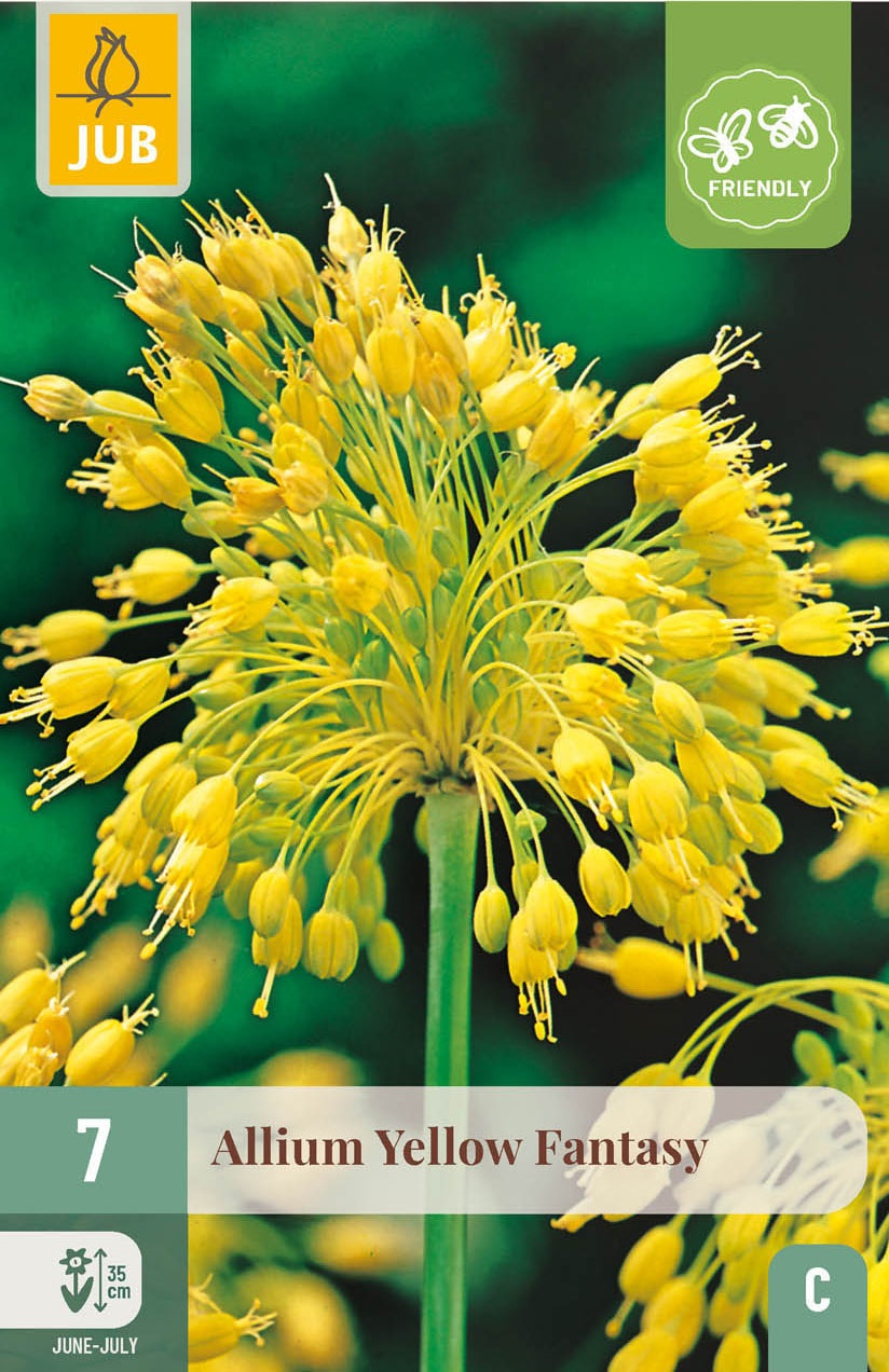 Allium Yellow Fantasy