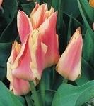Greigii-Tulpen Quebec