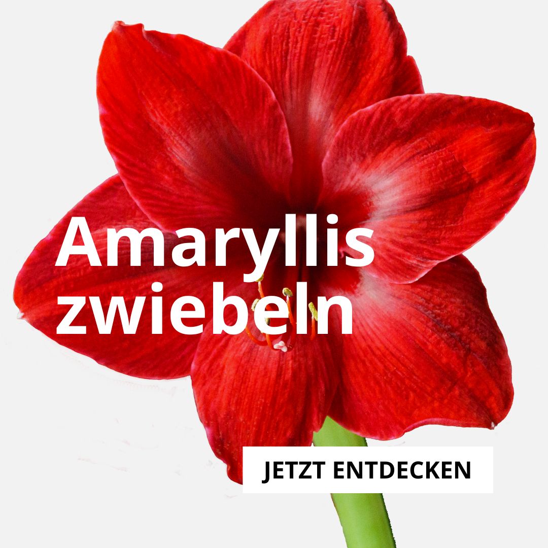 Amaryllis-Zwiebeln