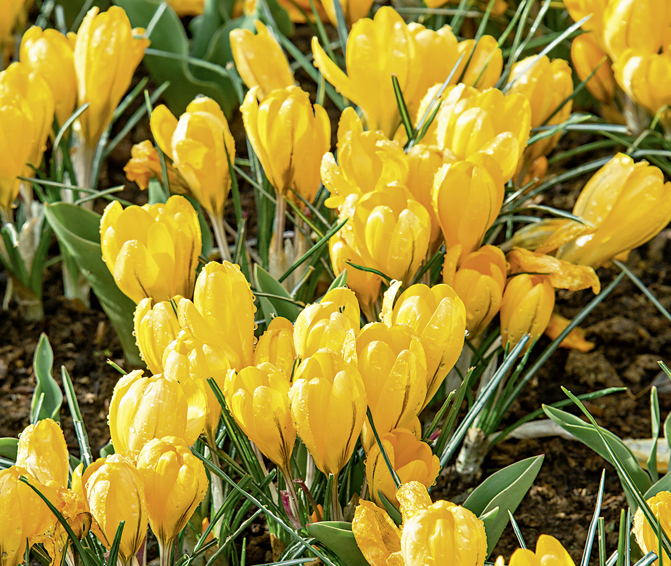 Krokusse, großblumig Grosse Gelbe