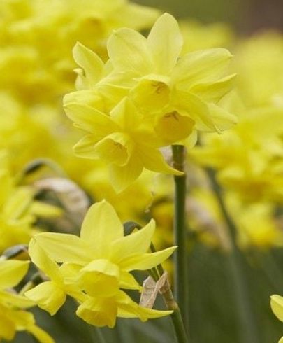 244015_Triandrus-Narzissen Sunlight Sensa Nahaufnahme mehrerer doppelter gelber Narzissenblüten (Narcissus) in voller Blüte auf grünem Stängel
