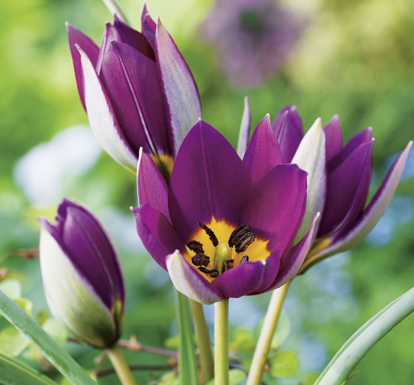 237006_Tulipa humilis Persian Pearl FM Nahaufnahme mehrerer lila Tulpen mit leuchtend gelbem Zentrum und grünem, unscharfem Gartenhintergrund