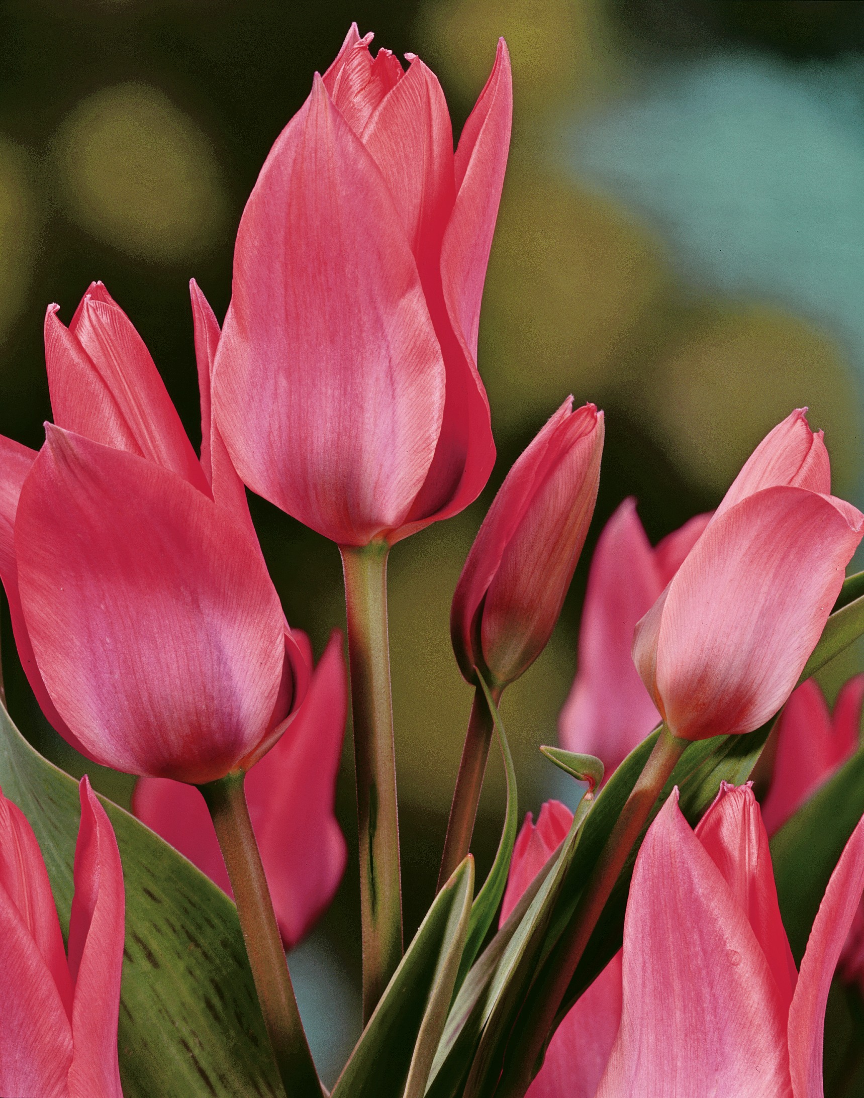 Nahaufnahme mehrerer rosa-rote Tulpen mit geschlossenen und offenen Knospen, sichtbaren grünen Stängeln und Blättern vor unscharfem grün-blauem Hintergrund