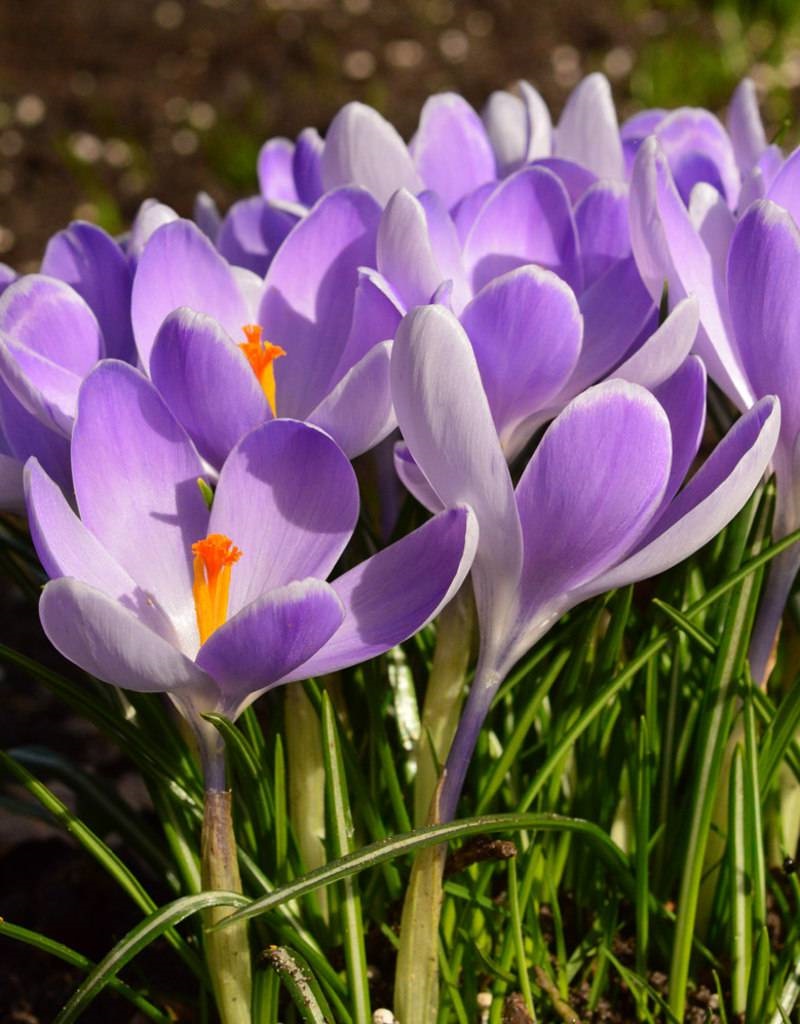 259395_Crocus vernus Vanguard Nahaufnahme von lila Krokussen mit leuchtend orangefarbenen Narben und feinem grünem Gras