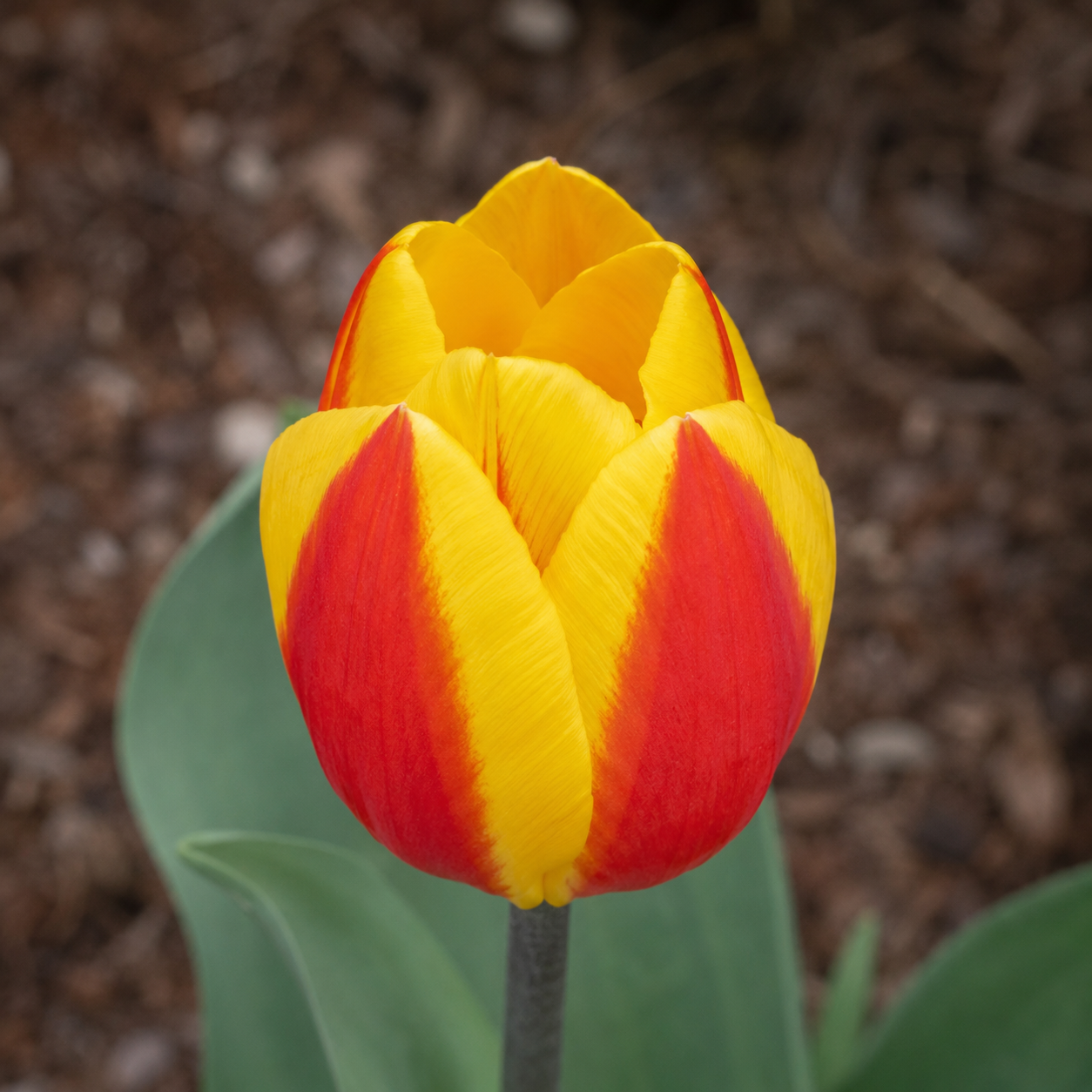 Einfache frühe Tulpen Flair, Topfkultur