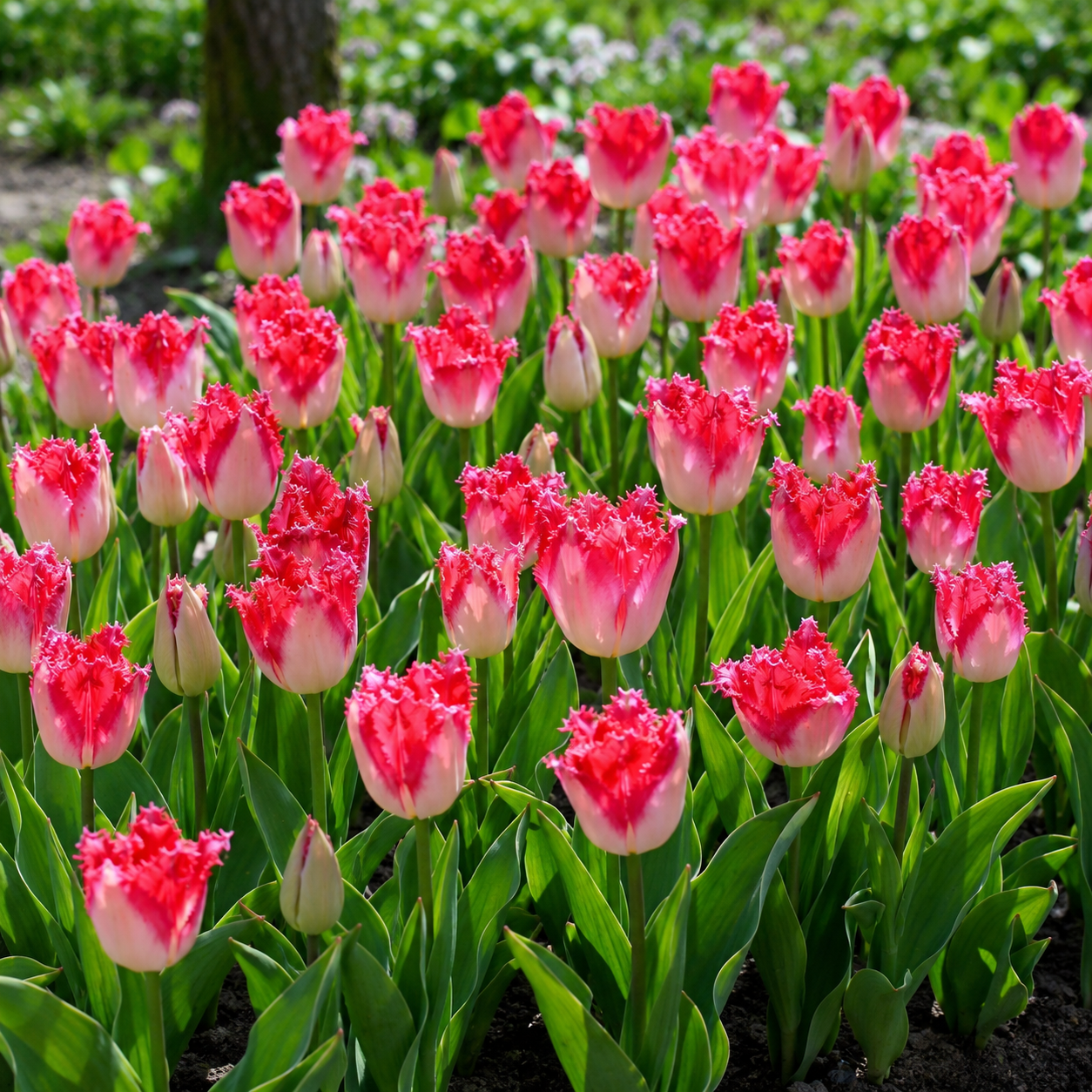 Crispa-Tulpen Sweets Paradise