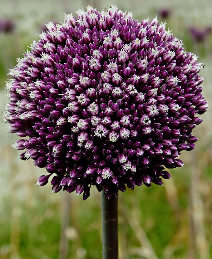 265131_Allium Summer Drummer Nahaufnahme eines purpurfarbenen Zierlauch-Blütenkopfs (Allium) mit zahlreichen kleinen Knospen, kugelförmig auf einem langen Stiel vor unscharfem Wiesenhintergrund.