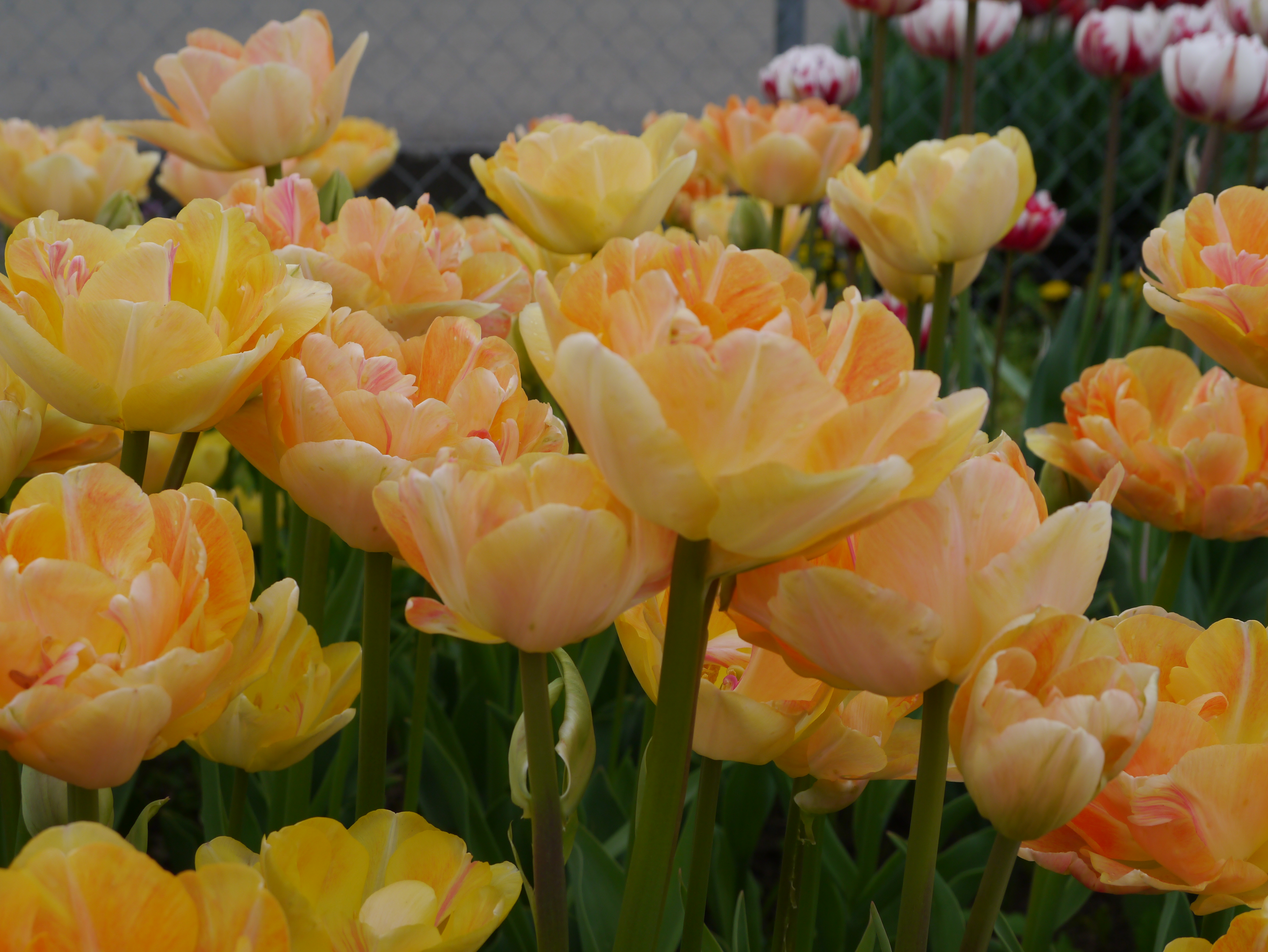Nahaufnahme von gefüllten, gelb-orangefarbenen Pfingstrosentulpen im Blumenbeet; dichtes Blütenfeld mit grünen Stielen und unscharfem Zaun im Hintergrund.