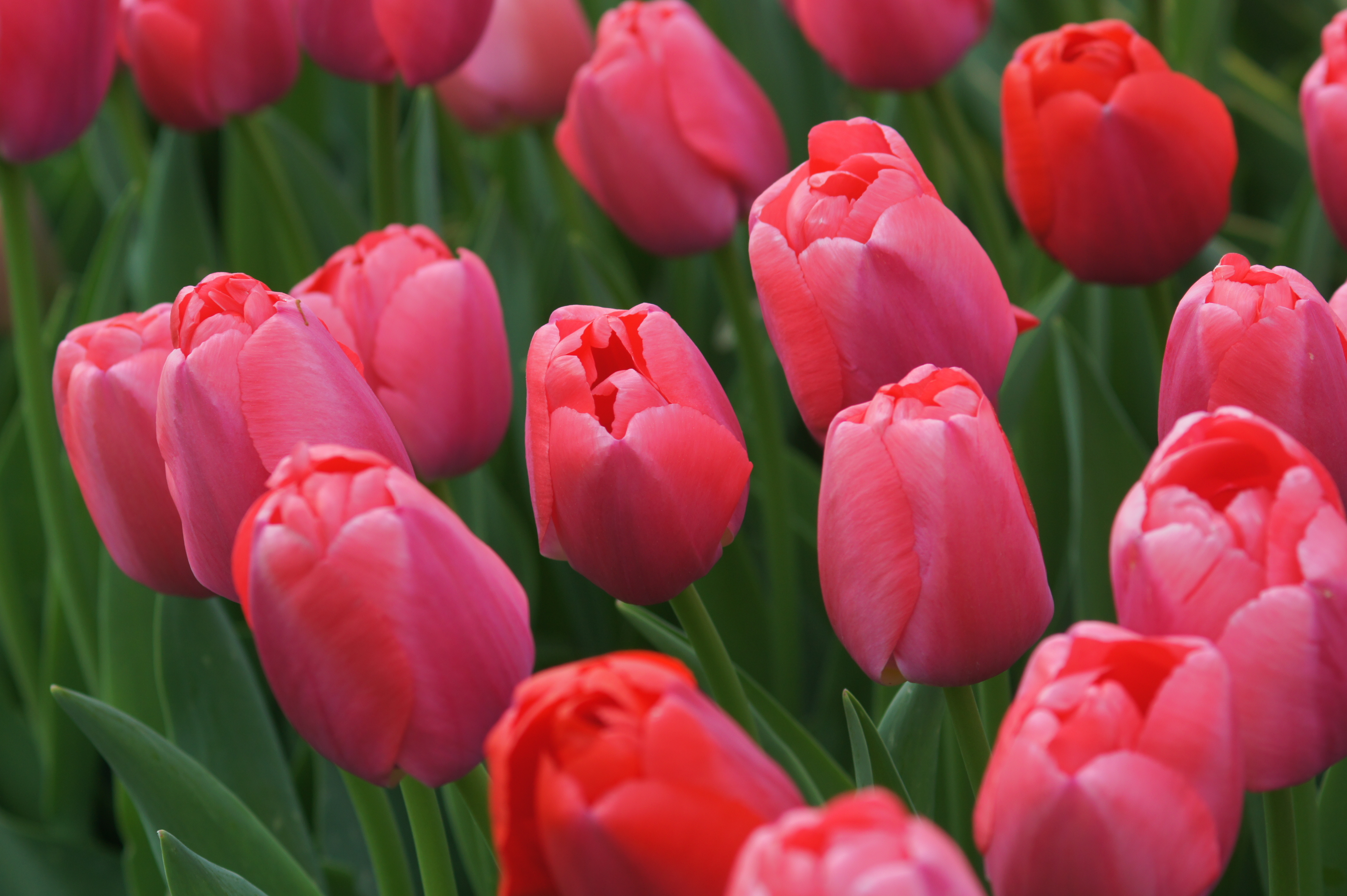 224412_D.-H.-Tulpen Pink Pride_1 Nahaufnahme von mehreren roten und rosafarbenen Tulpen in Vollblüte auf einem grünen Beet, Fokus auf die Blüten mit unscharfem Hintergrund
