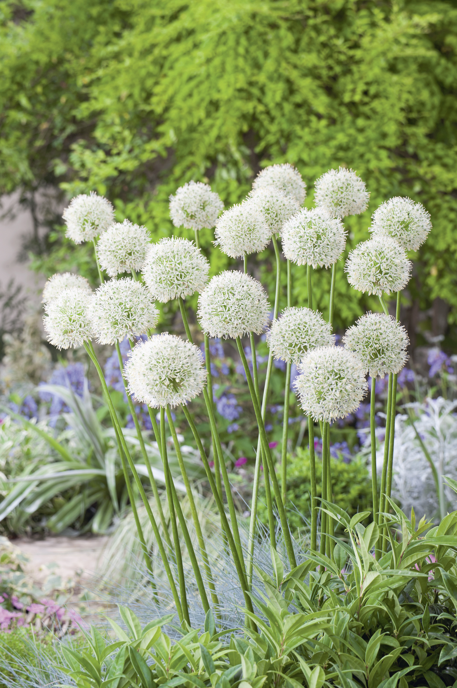 24511_Allium Mount Everest_1 Mehrere hohe Stängel mit weißen, kugelförmigen Zierlauchblüten (Allium) in einem blühenden Staudenbeet vor grünem Gartenhintergrund