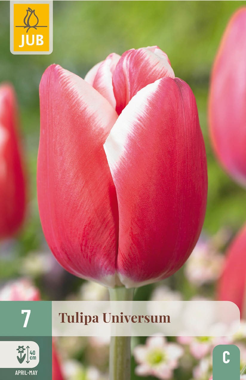 Triumph-Tulpen Universum