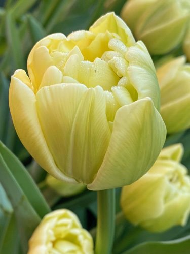 Gefüllte frühe Tulpen Avant Garde