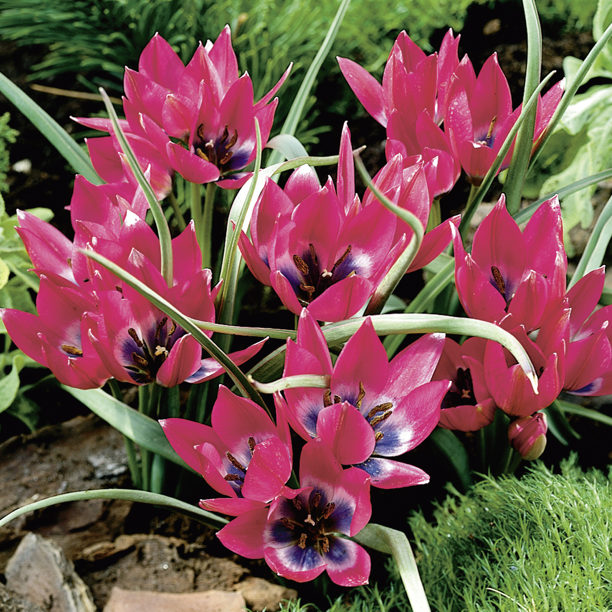 52946_Tulipa Little Beauty FM Nahaufnahme mehrerer leuchtend rosa Zwergtulpen mit blau-violettem Blütenboden, schlanken grünen Blättern und Moos sowie Steinen im Hintergrund; ideal für Steingarten oder Frühlingsbeet.