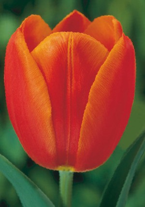 Orange Cassini Nahaufnahme einer leuchtend rot-orange Tulpe mit geschlossener Blüte und grünem Stiel; perfekte Detailaufnahme für Garten, Floristik und Dekoration