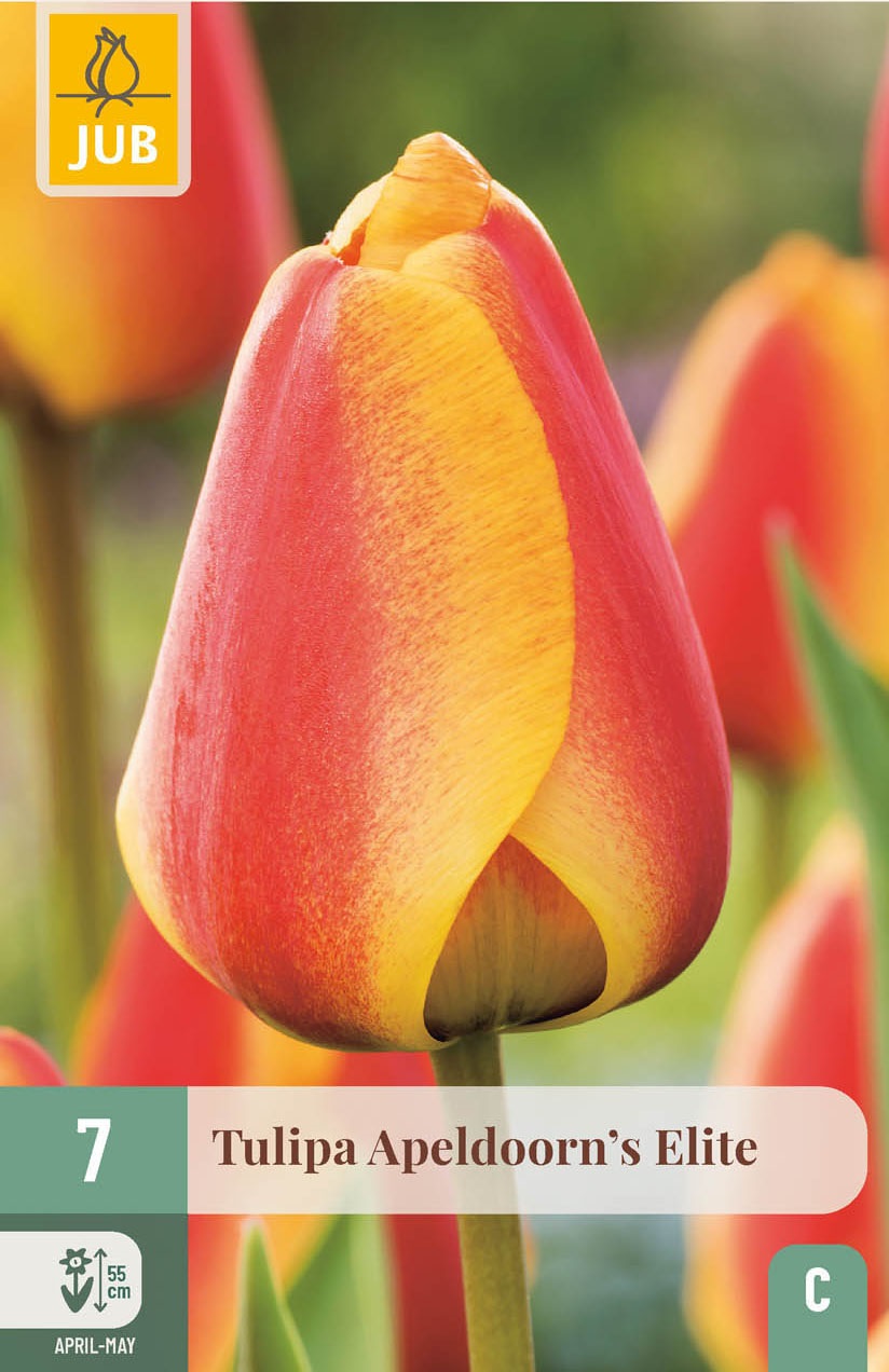 Darwin-Hybrid-Tulpen Apeldoorn's Elite