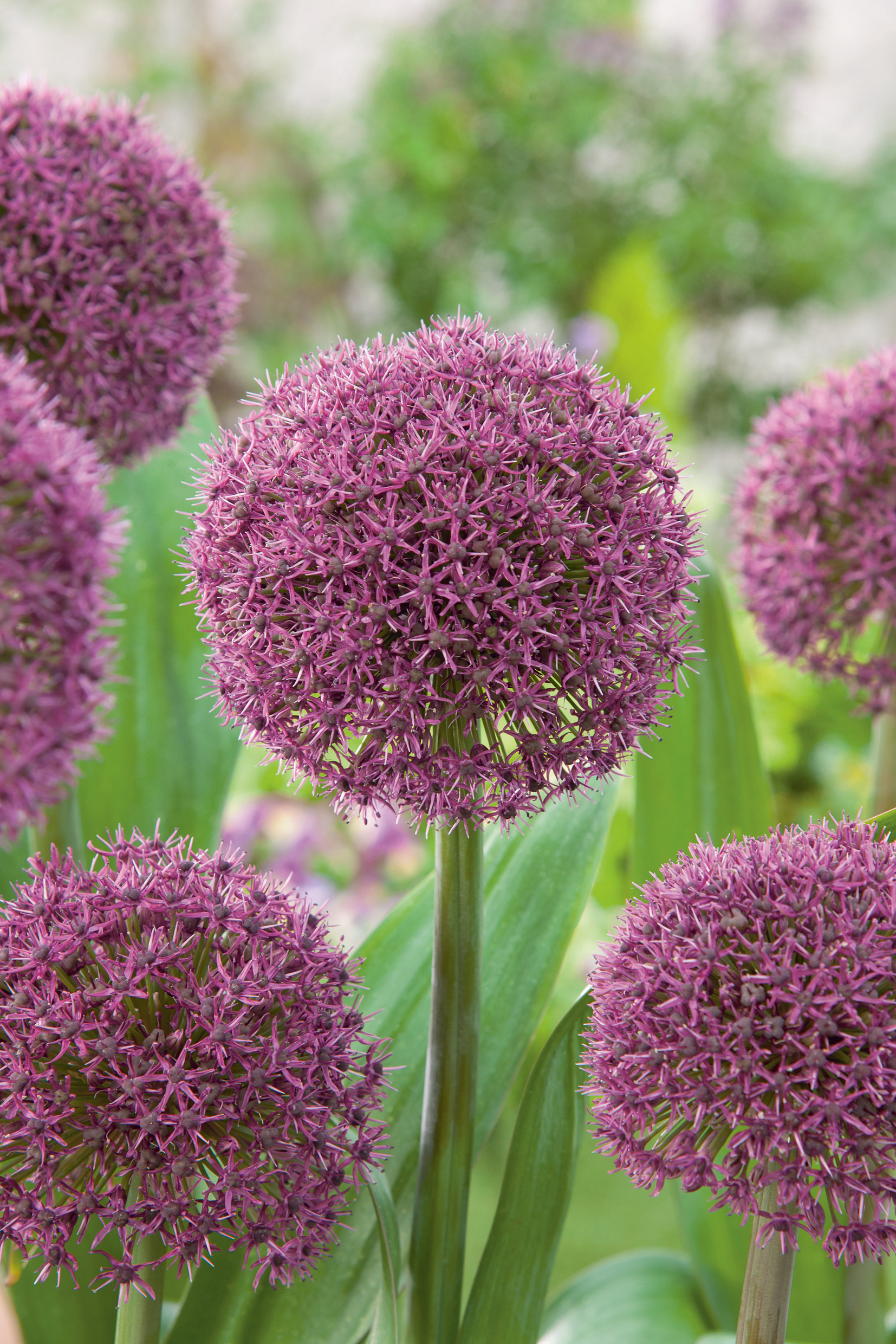 265082_Allium_Ostara Nahaufnahme violetter Allium-Kugeln (Zierlauch) mit feinen, sternförmigen Einzelblüten, dekorative Zierpflanze im Beet