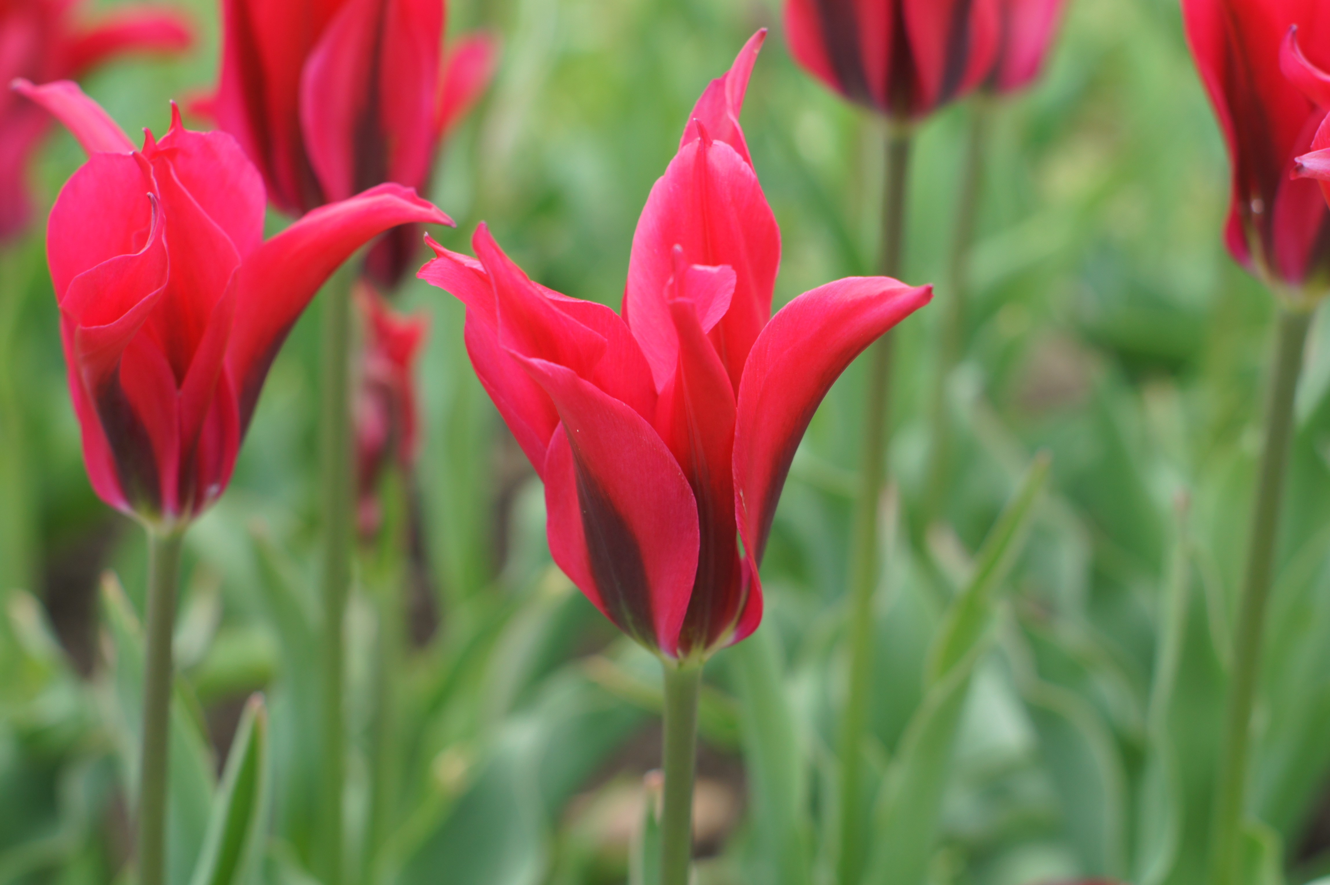 228900_Viridiflora-Tulpen Virichic Nahaufnahme einer roten lilienblütigen Tulpe mit geöffneten, spitzen Blütenblättern im Beet vor grünem Blattwerk
