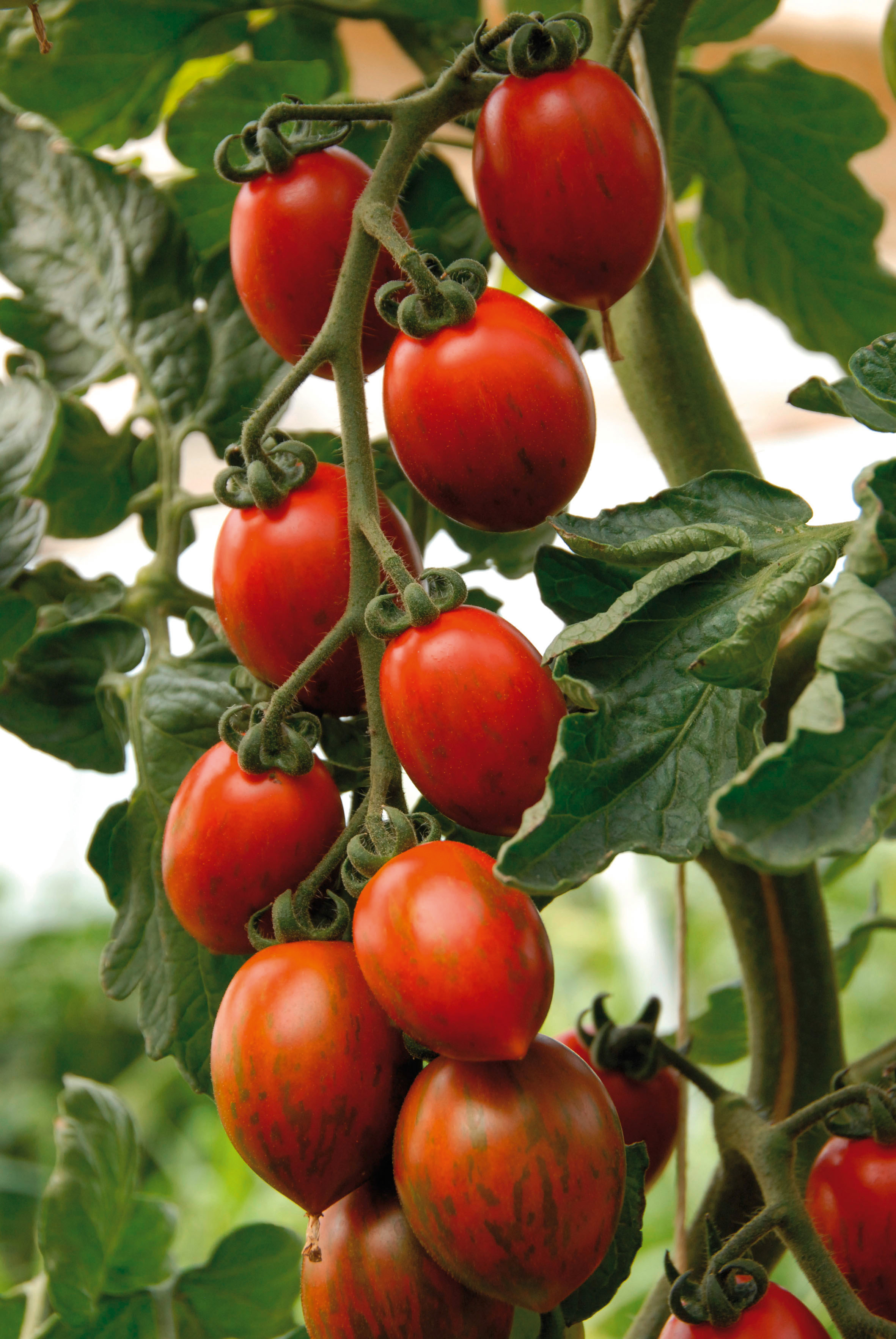 Pflaumen-Cherry-Tomaten Cookie F1