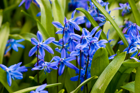 Nahaufnahme leuchtend blauer Blausternchen (Scilla) mit zarten, sternförmigen Blüten zwischen grünen Blättern