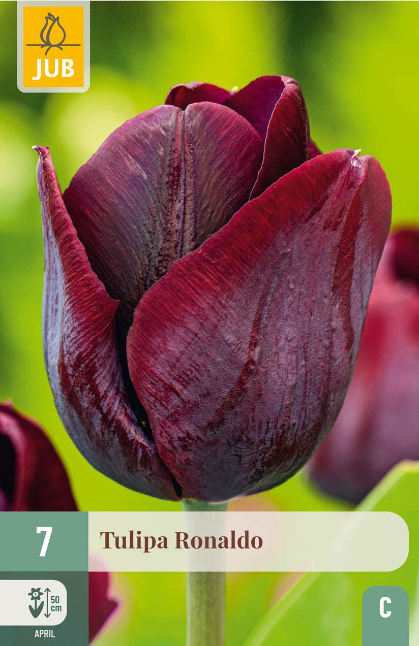 Triumph-Tulpen Ronaldo