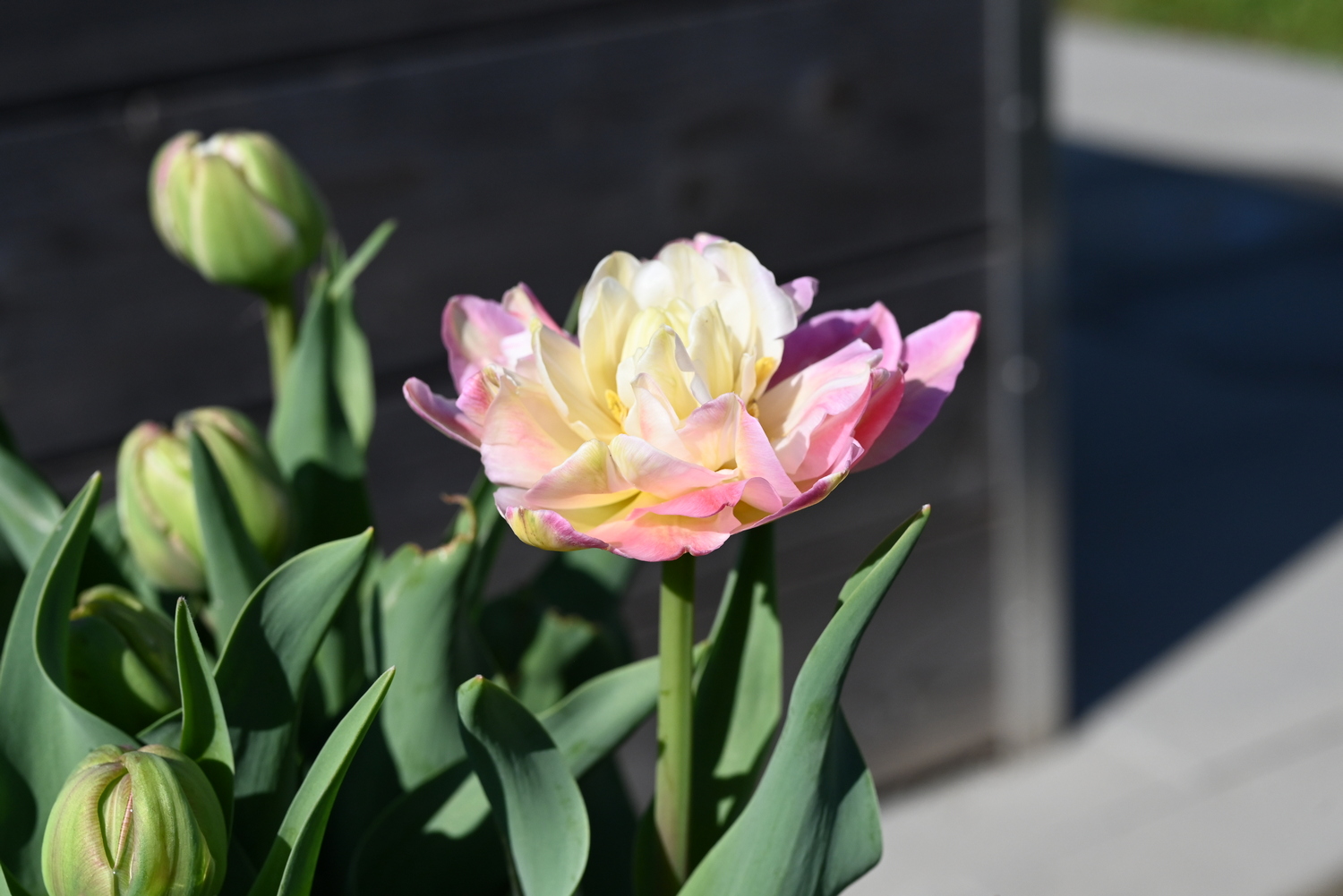 Nahaufnahme einer gefüllten Tulpe mit zarten rosa- und cremefarbenen Blütenblättern, umgeben von grünen Knospen und Blättern vor unscharfem dunklem Hintergrund