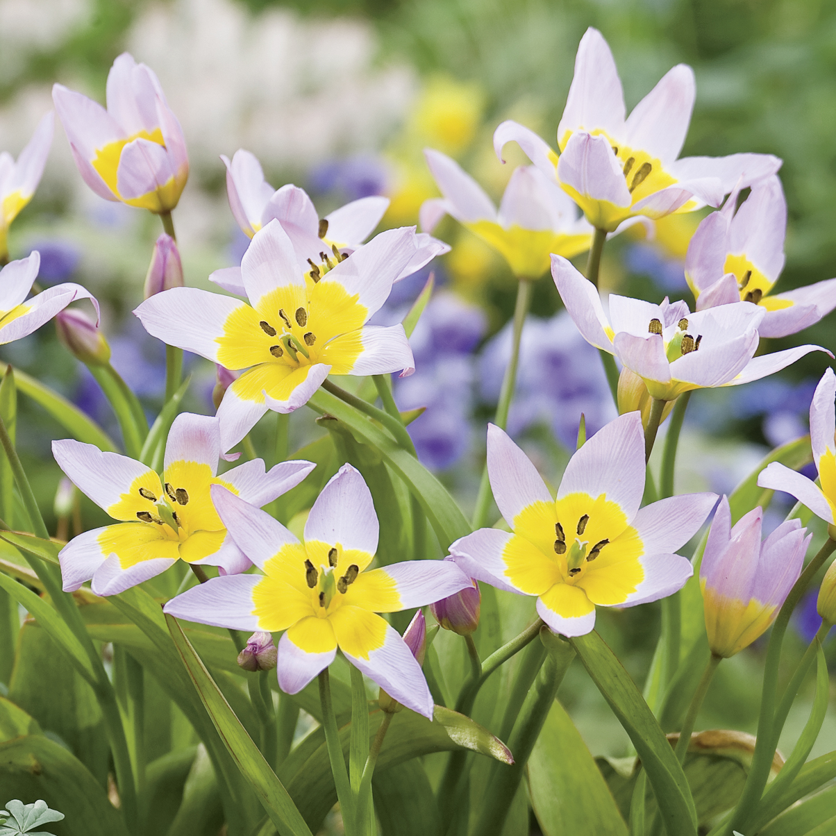 Nahaufnahme mehrerer Tarda-Tulpen mit zartlila Blütenblättern und leuchtend gelbem Zentrum vor unscharfem Frühlingsgarten