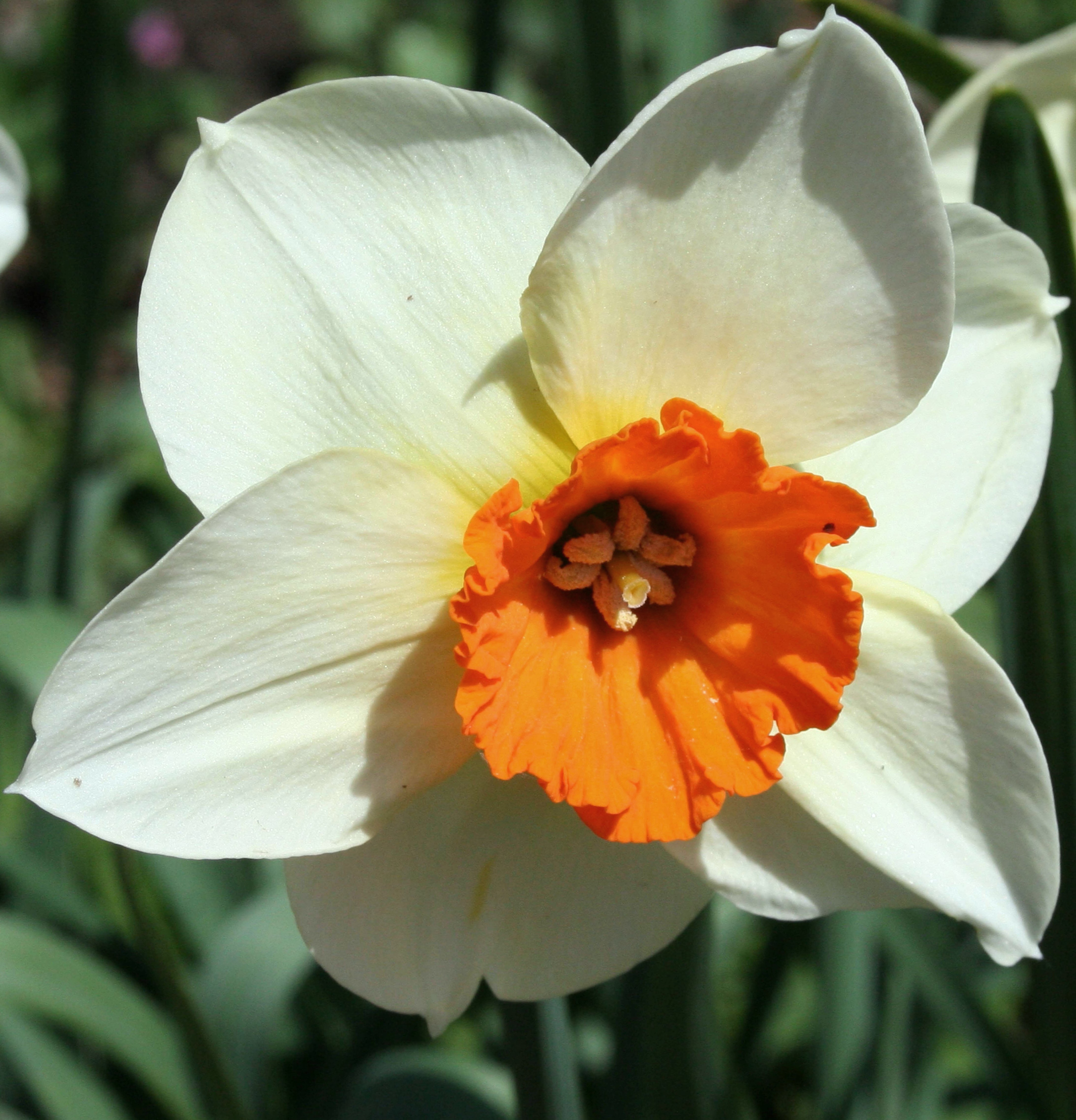 240513_Großkronige Narzissen Barret Brown Nahaufnahme einer weißen Narzisse (Osterglocke) mit kräftig orangefarbener, gewellter Trompete und sichtbaren Staubgefäßen, aufgenommen bei natürlichem Licht