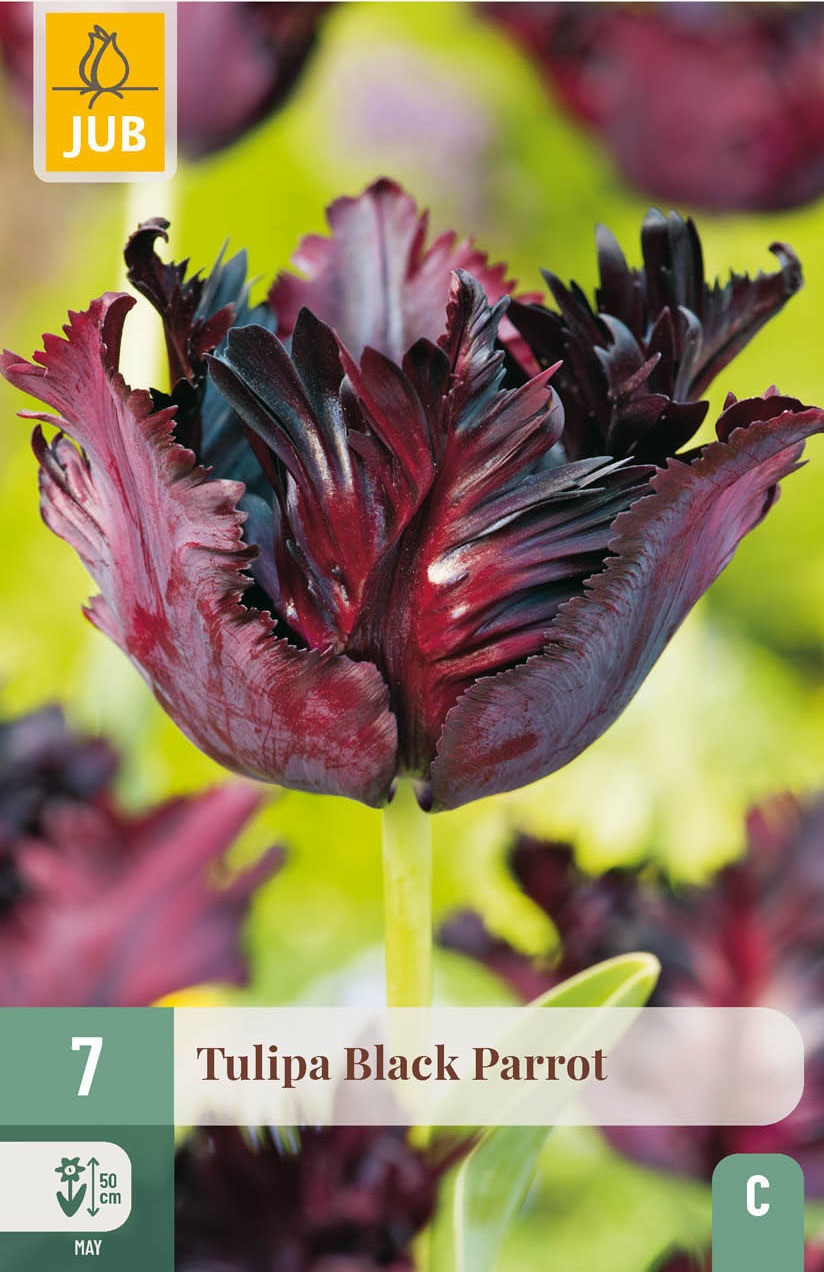 Papagei-Tulpen  Black Parrot