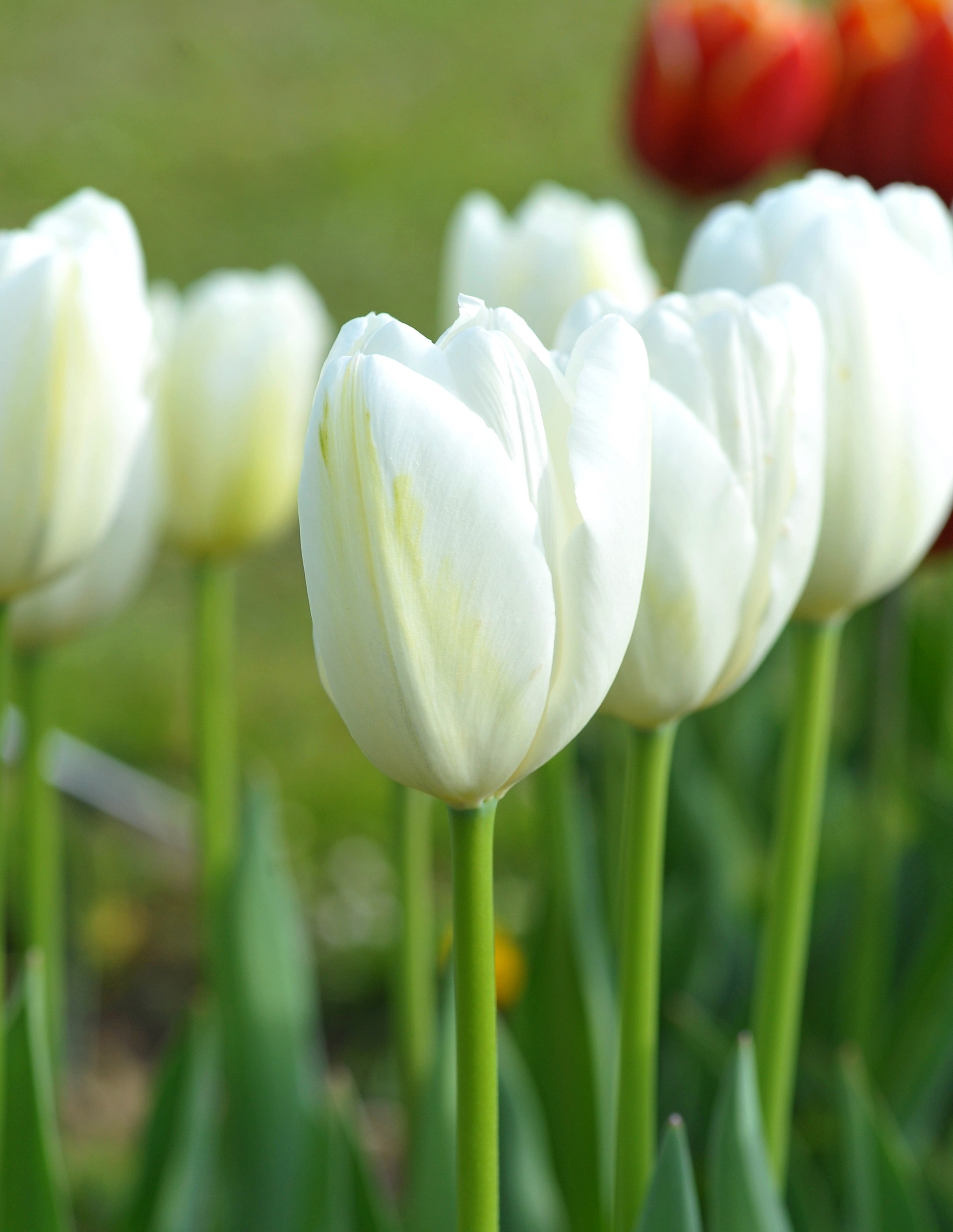 52348_Einf. späte Tulpen Angels Wish Nahaufnahme mehrerer weißer Tulpen mit grünen Stielen und Blättern im Garten, einzelne Blüte im Vordergrund