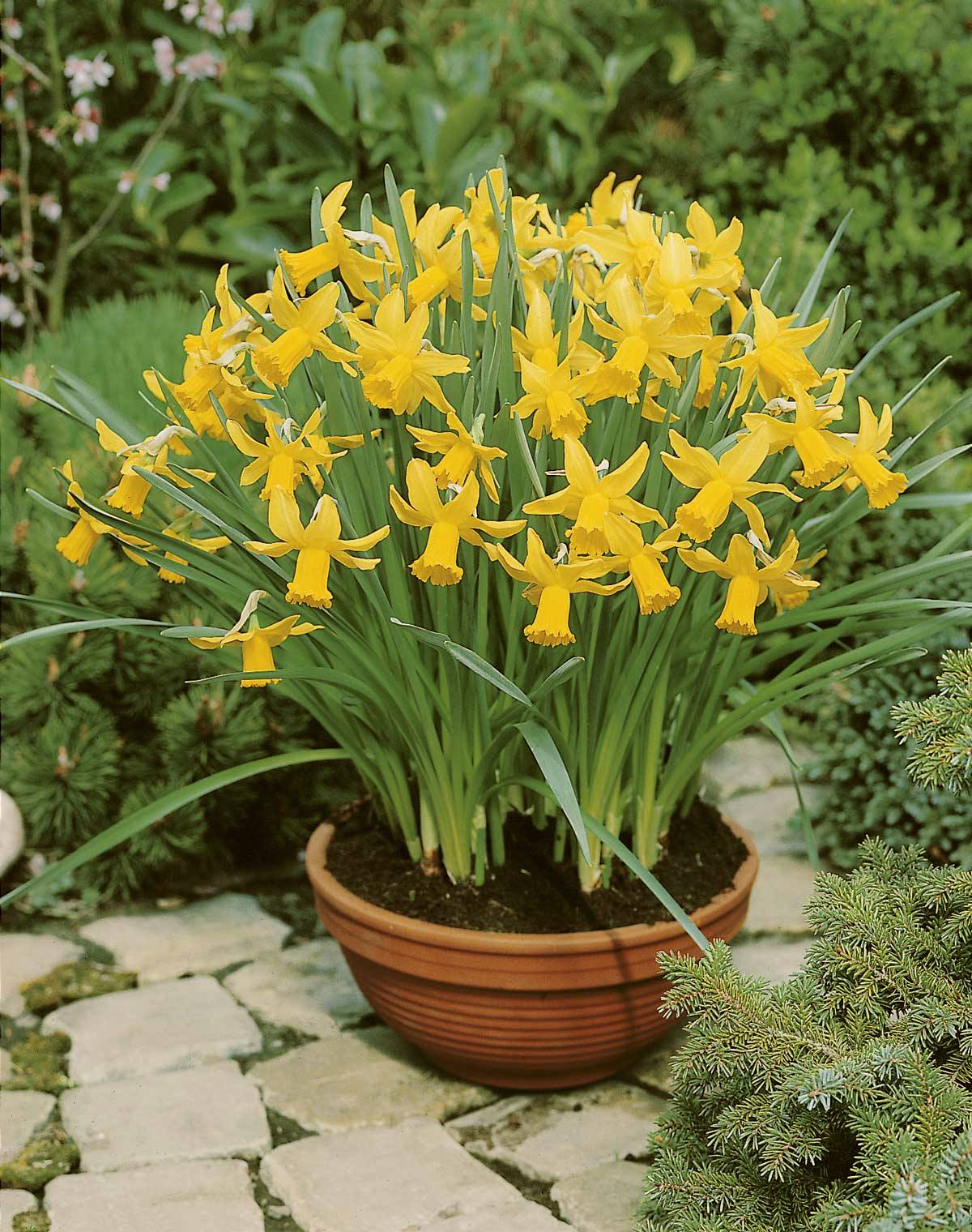 53230_14003065_FM Terrakotta-Topf mit dichtem Bund gelber Narzissen (Osterglocken) und grünen Blättern auf gepflastertem Weg im Garten