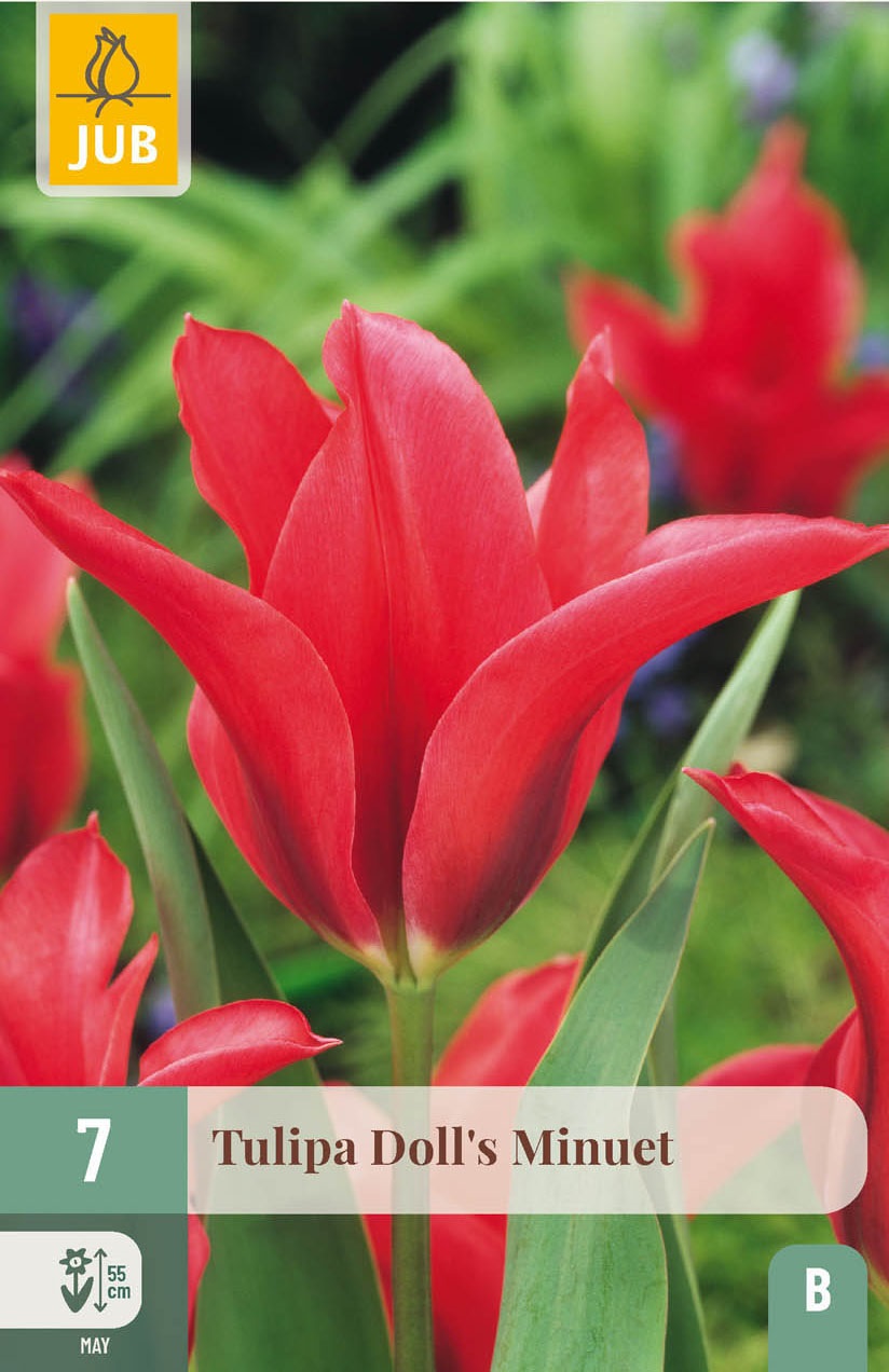 Viridiflora-Tulpen Doll's Minuet