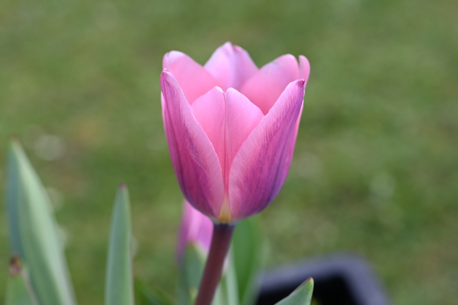 324162_Light_and_Dreamy Nahaufnahme einer rosa-lila Tulpe mit geöffneten Blütenblättern vor unscharfem grünem Gartenhintergrund