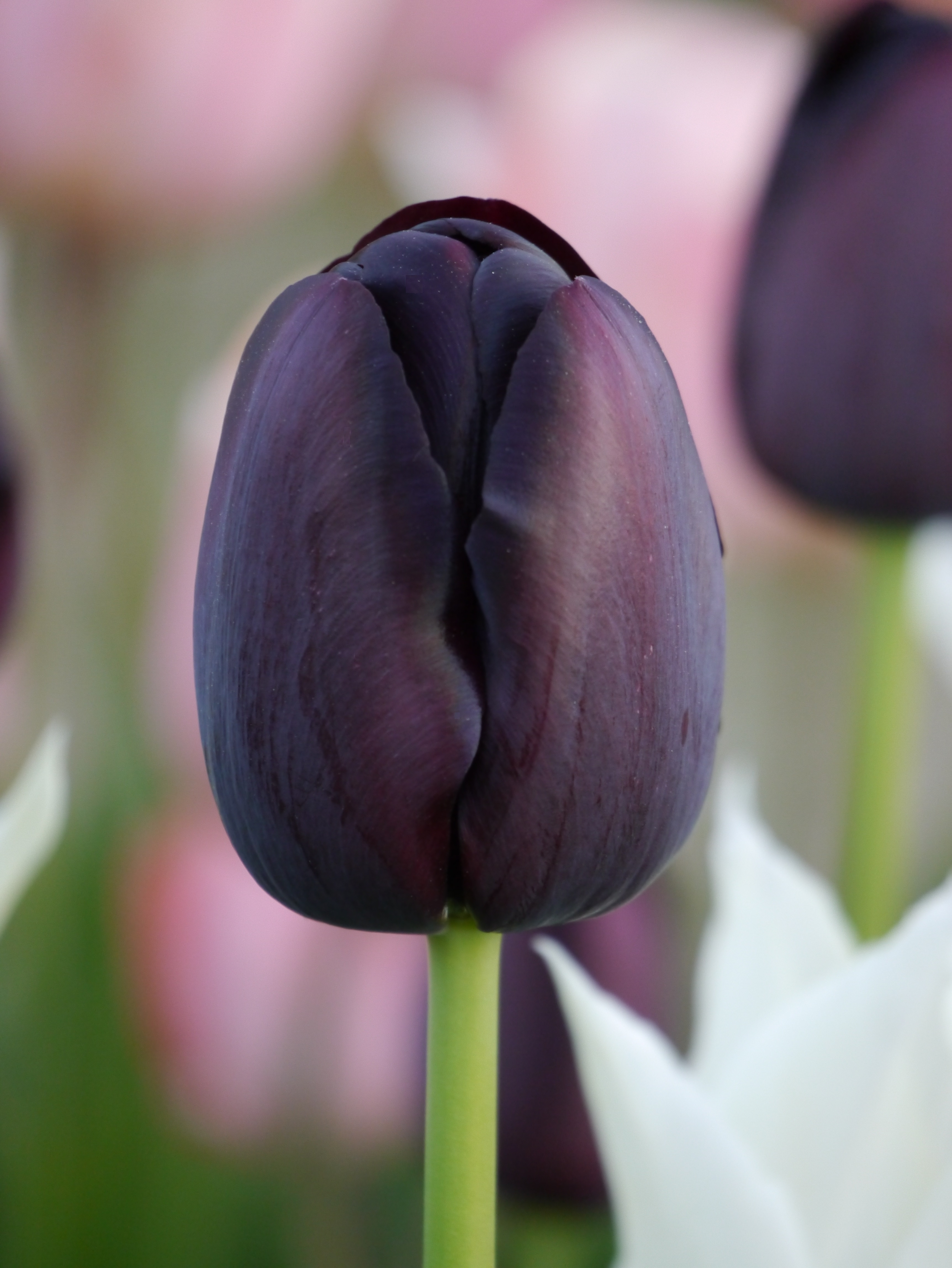52366_Einf. späte Tulpen Queen of Night