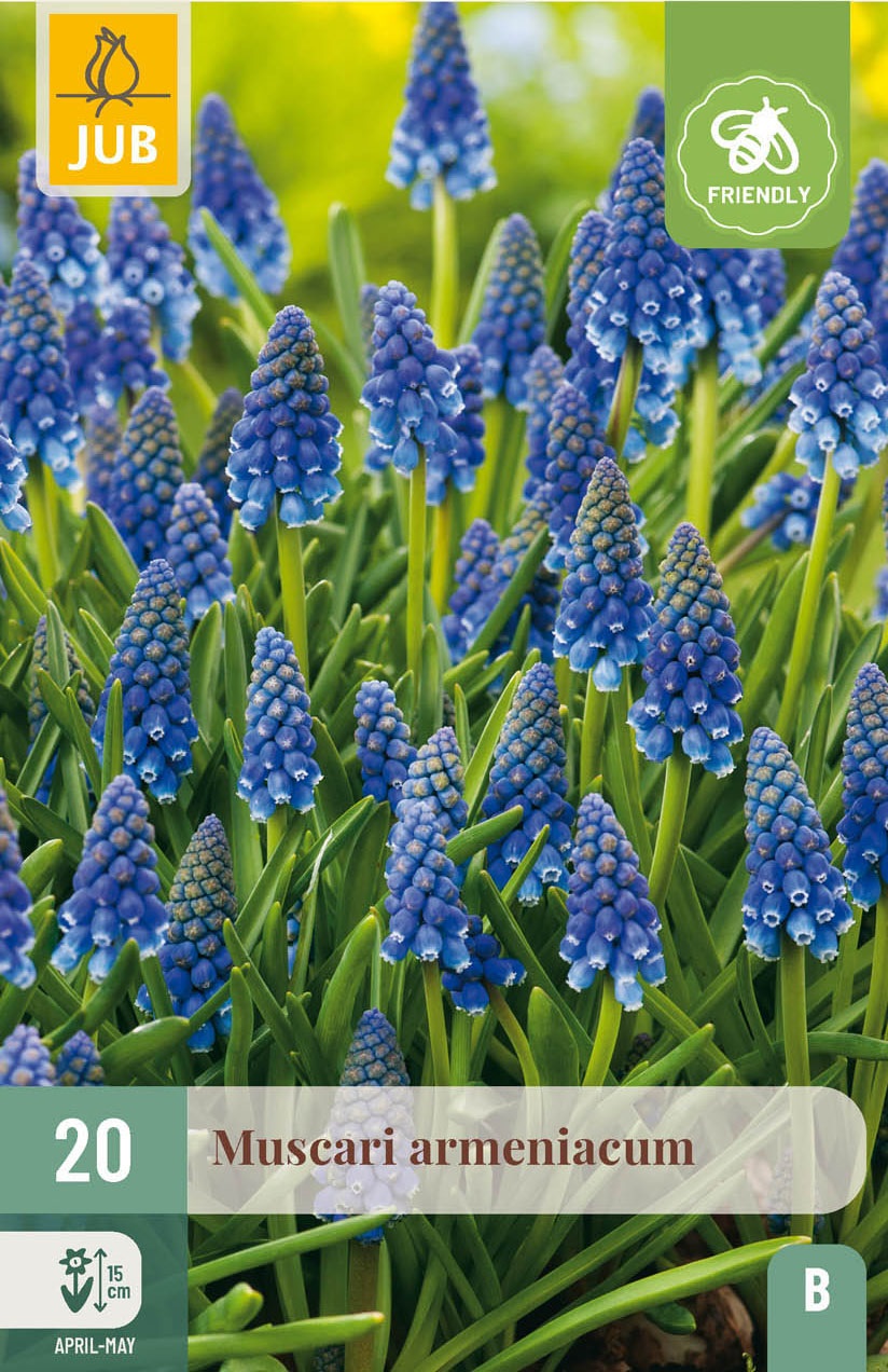 Muscari armeniacum
