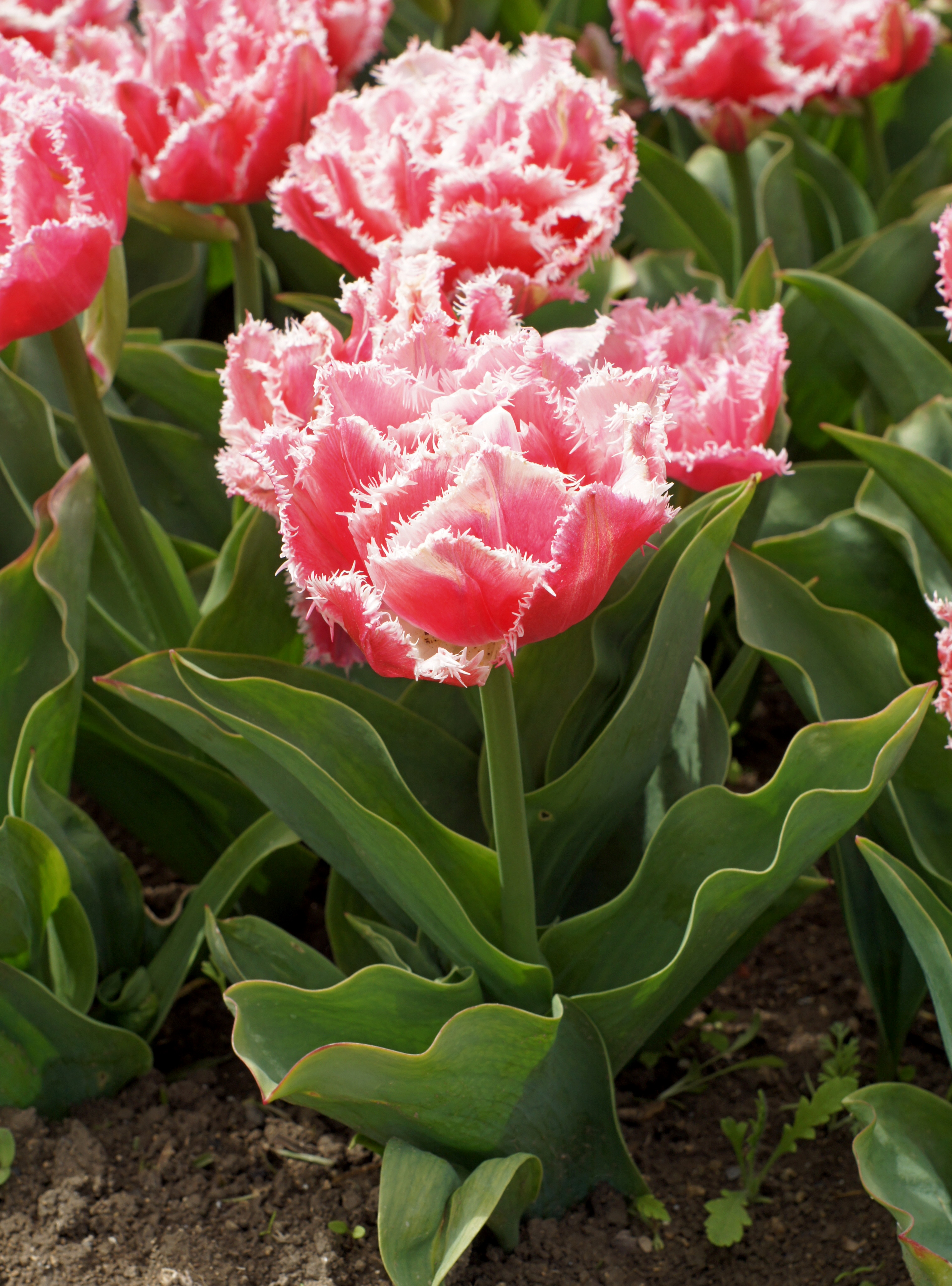 226191_Crispa-Tulpen Queensland Nahaufnahme einer rosa gefransten Tulpe mit weißen Fransen an den Blütenrändern, umgeben von grünen Blättern und Erde.