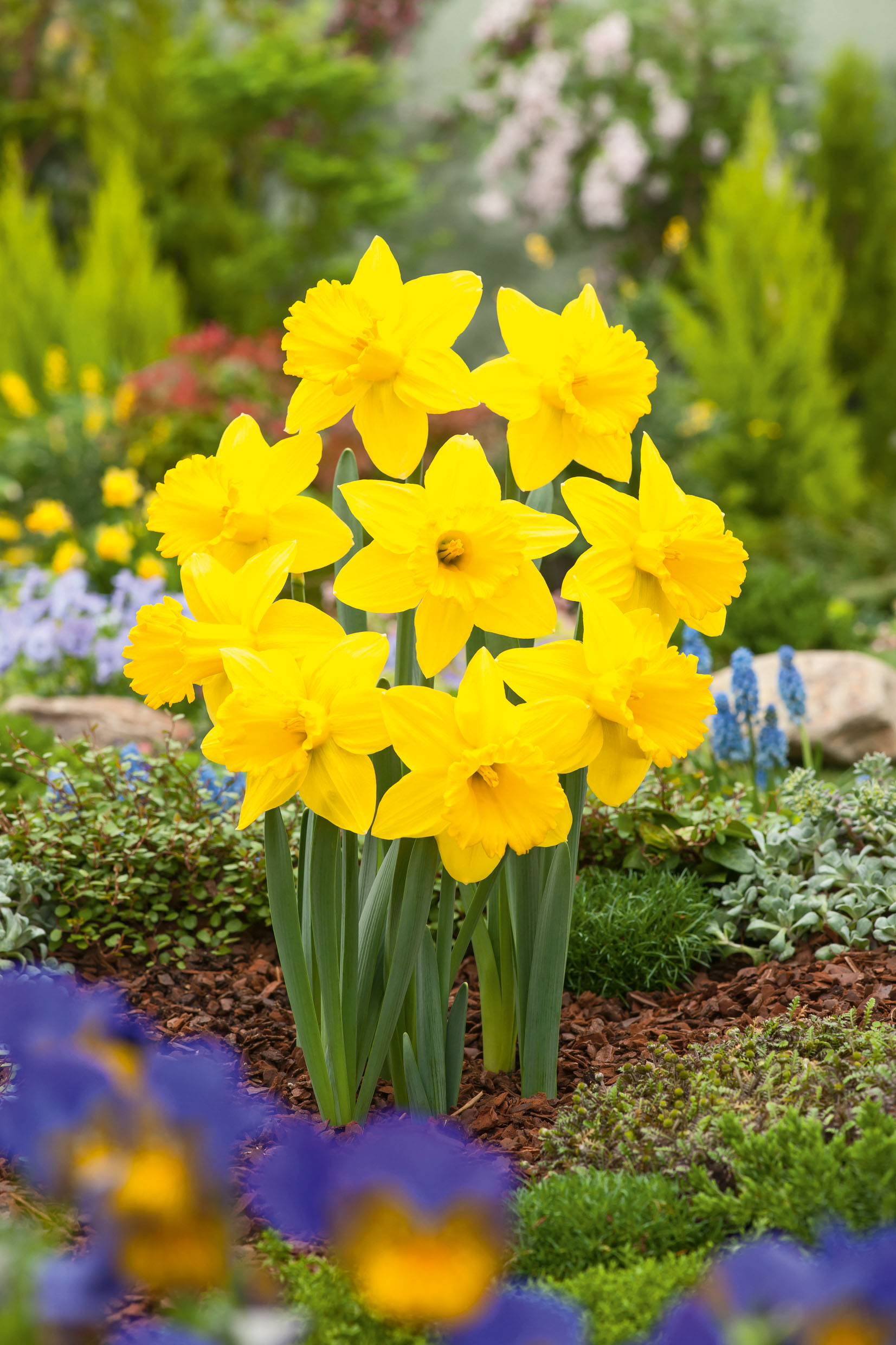 242662_14319110_FM_RGB Bündel leuchtend gelber Narzissen (Osterglocken) mit grünen Blättern in einem bepflanzten Gartenbeet, unscharfe blaue und violette Frühlingsblumen im Vordergrund.