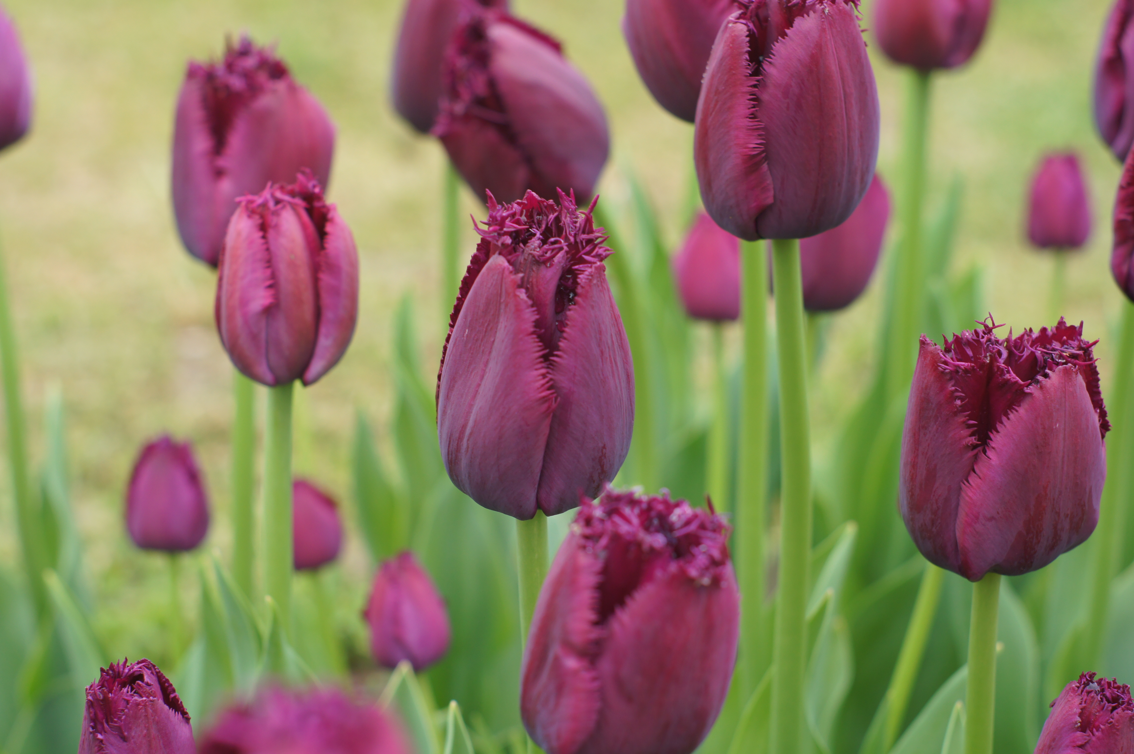 Crispa-Tulpen Curly Sue