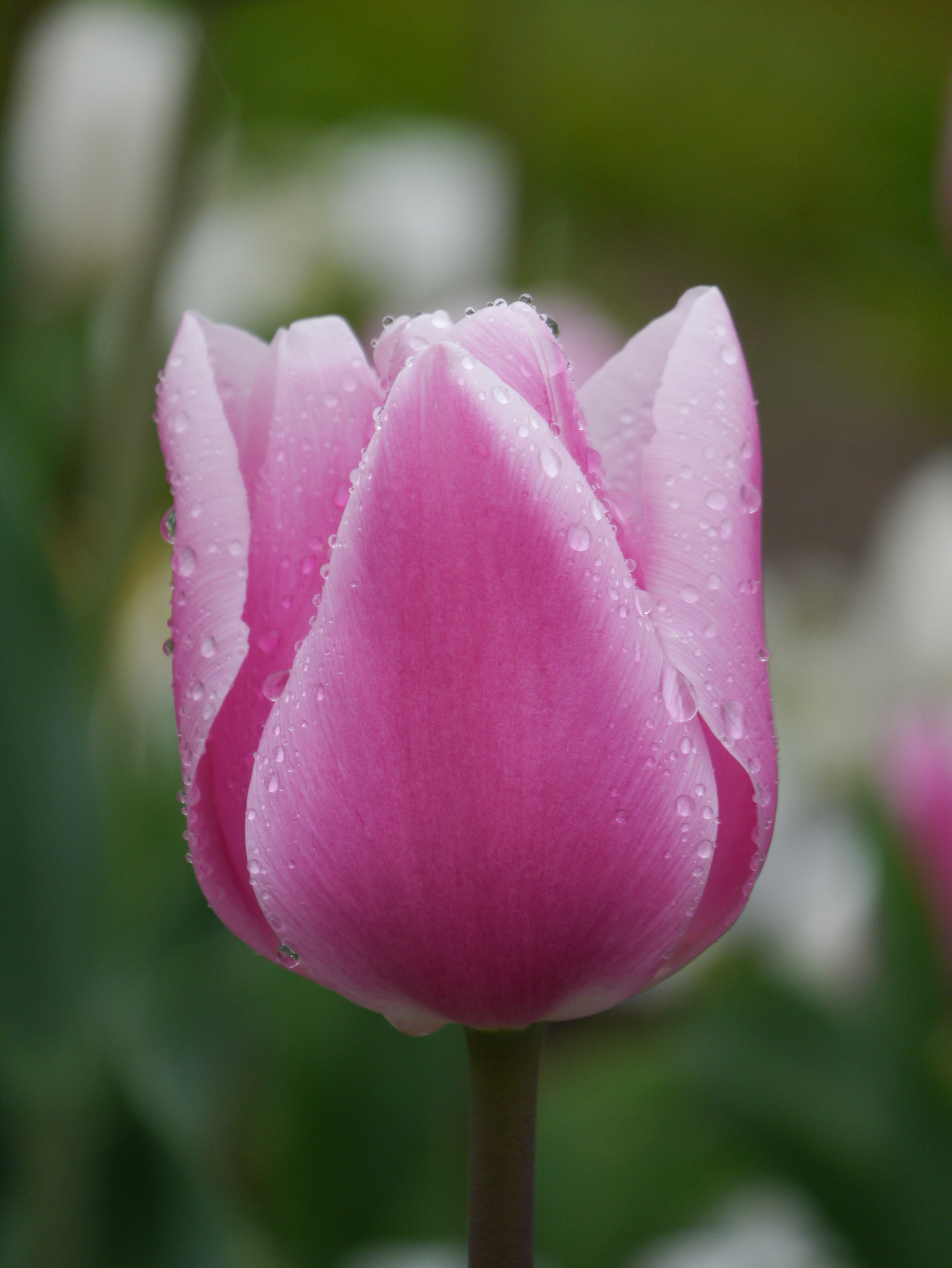 223231_Triumph-Tulpen Gabrielle Nahaufnahme einer pinken Tulpe mit Wassertropfen auf den Blütenblättern vor unscharfem grünem Hintergrund