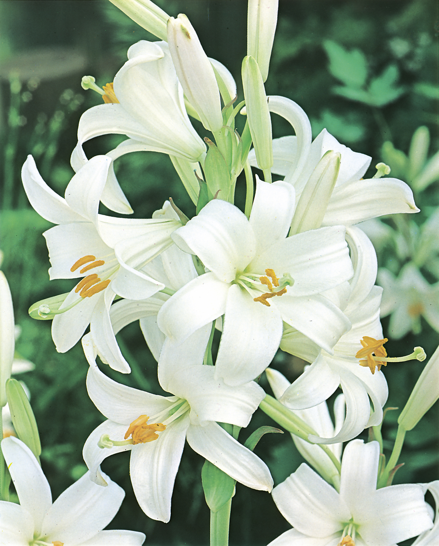 265270_Lilium candidum FM Nahaufnahme mehrerer weißer, trompetenförmiger Lilienblüten an einem Stängel vor grünem Hintergrund