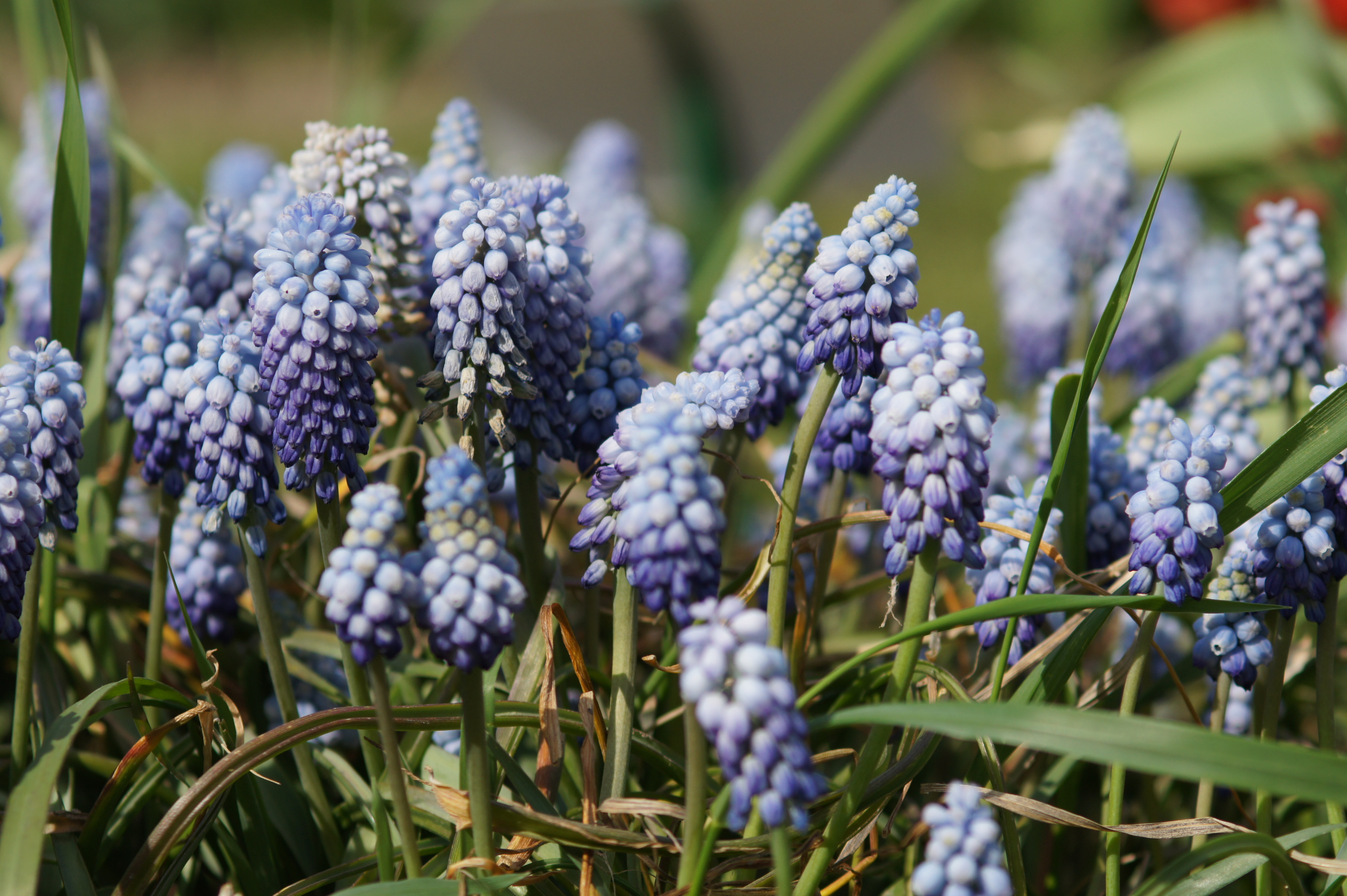 Nahaufnahme von blauen Traubenhyazinthen (Muscari) mit dichten, traubenförmigen Blütenständen zwischen grünem Laub