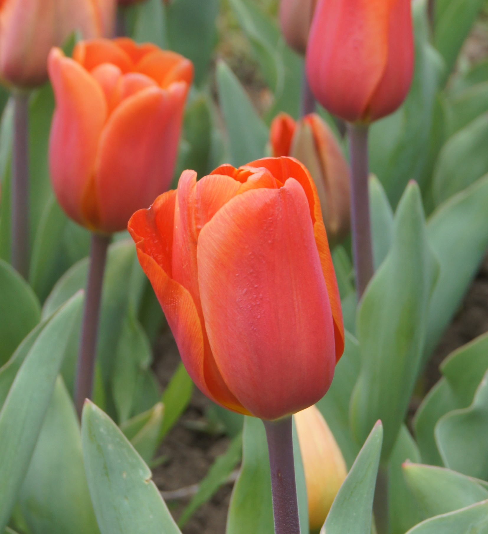 223071_Triumph-Tulpen Annie Schilder Nahaufnahme einer rot-orange Tulpe im Beet, umgeben von grünen Blättern und weiteren Tulpen im unscharfen Hintergrund