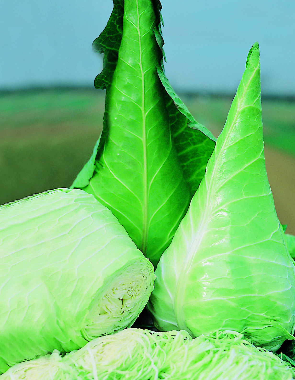 Weißkohl (Bio) Filderkraut