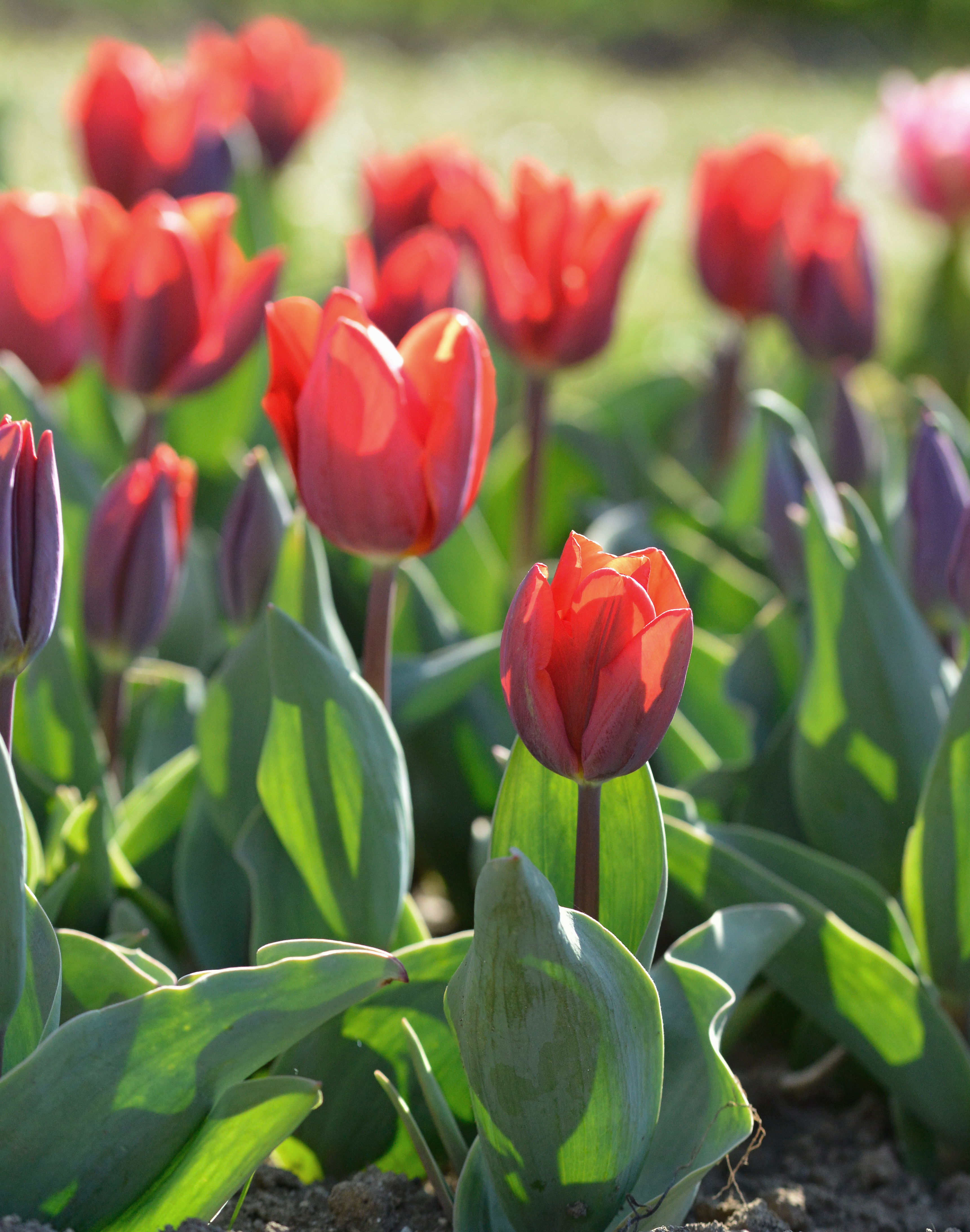 Nahaufnahme roter Tulpen in einem sonnigen Frühlingsbeet, leuchtende Blüten und grüne Blätter, unscharfer Hintergrund, natürliche Lichtstimmung