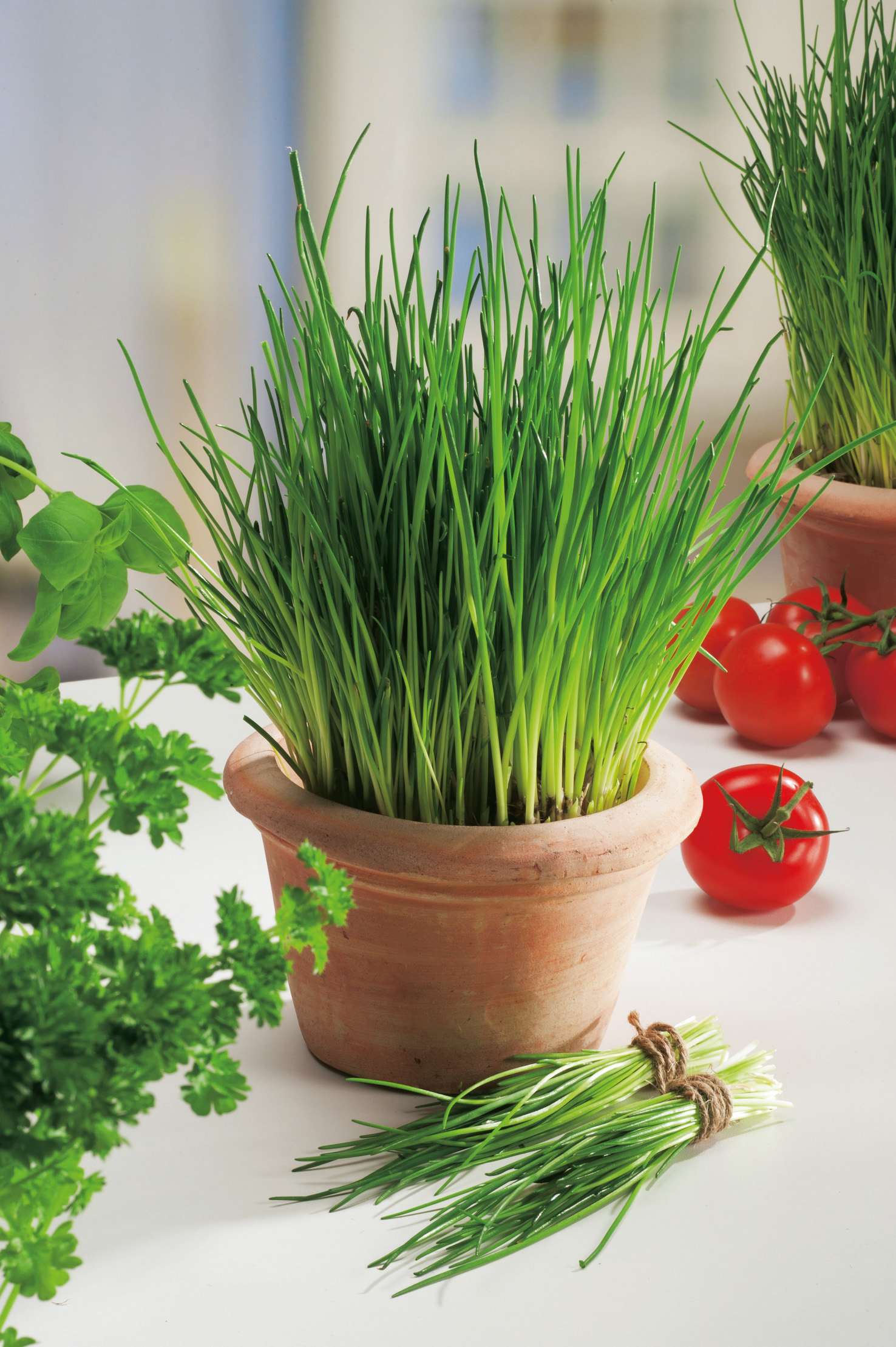 Schnittlauch (Bio) mittelgrobröhrig