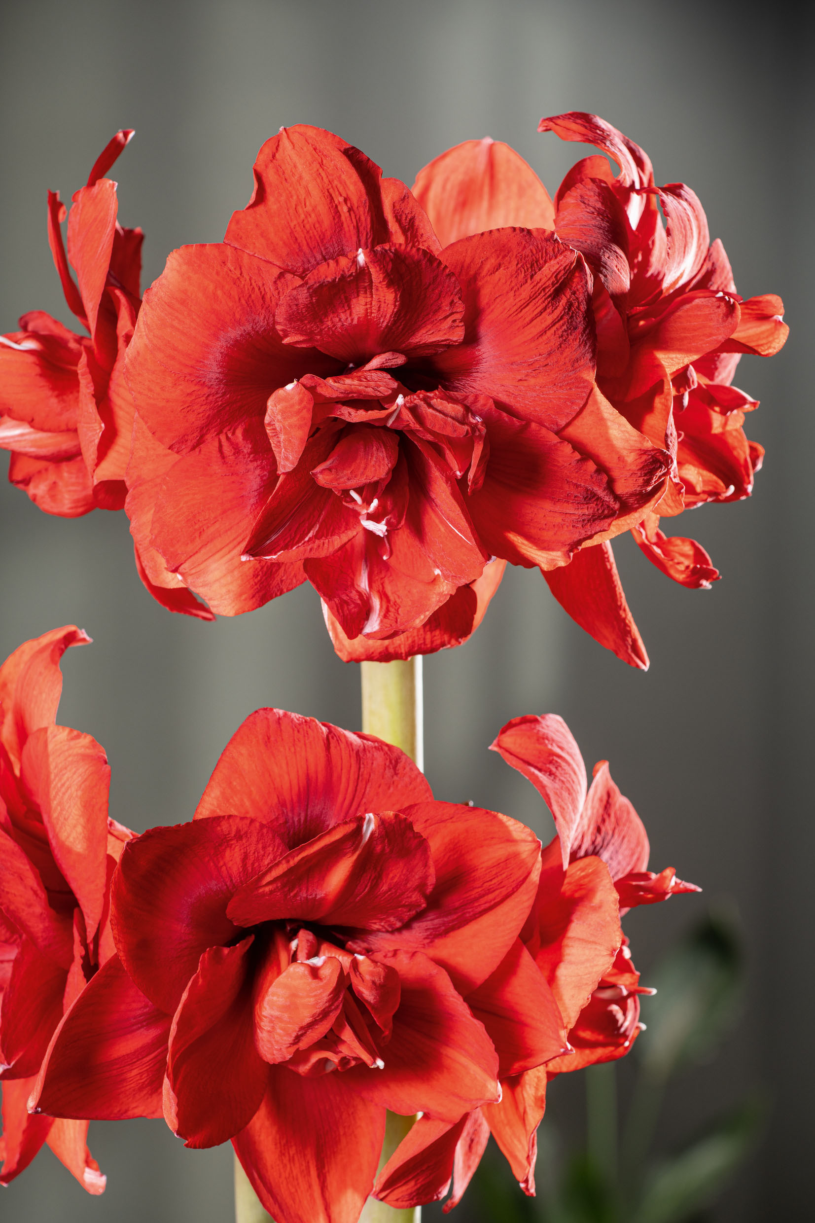 Amaryllis Galaxy, präpariert Double King