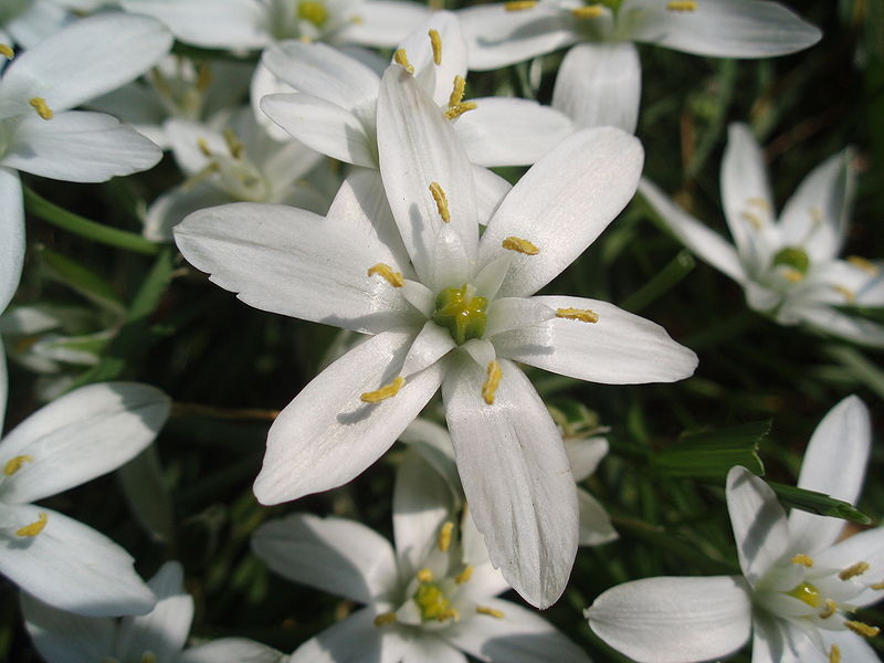 Ornithogalum umbellatum Nahaufnahme einer weißen, sternförmigen Blüte mit gelben Staubgefäßen; mehrere ähnliche Blüten und grünes Laub sind im Hintergrund unscharf zu sehen.