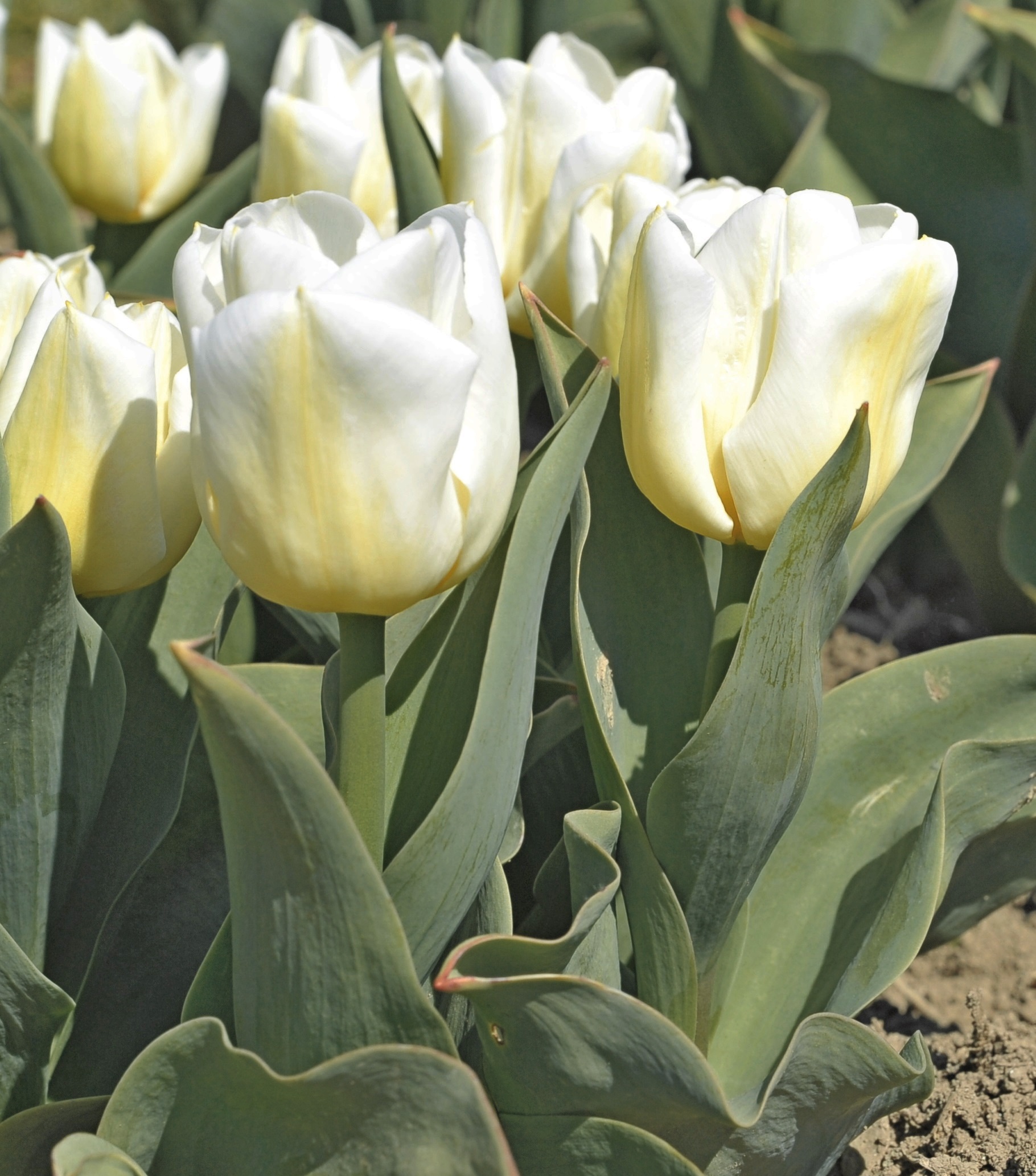 Triumph-Tulpen Artic
