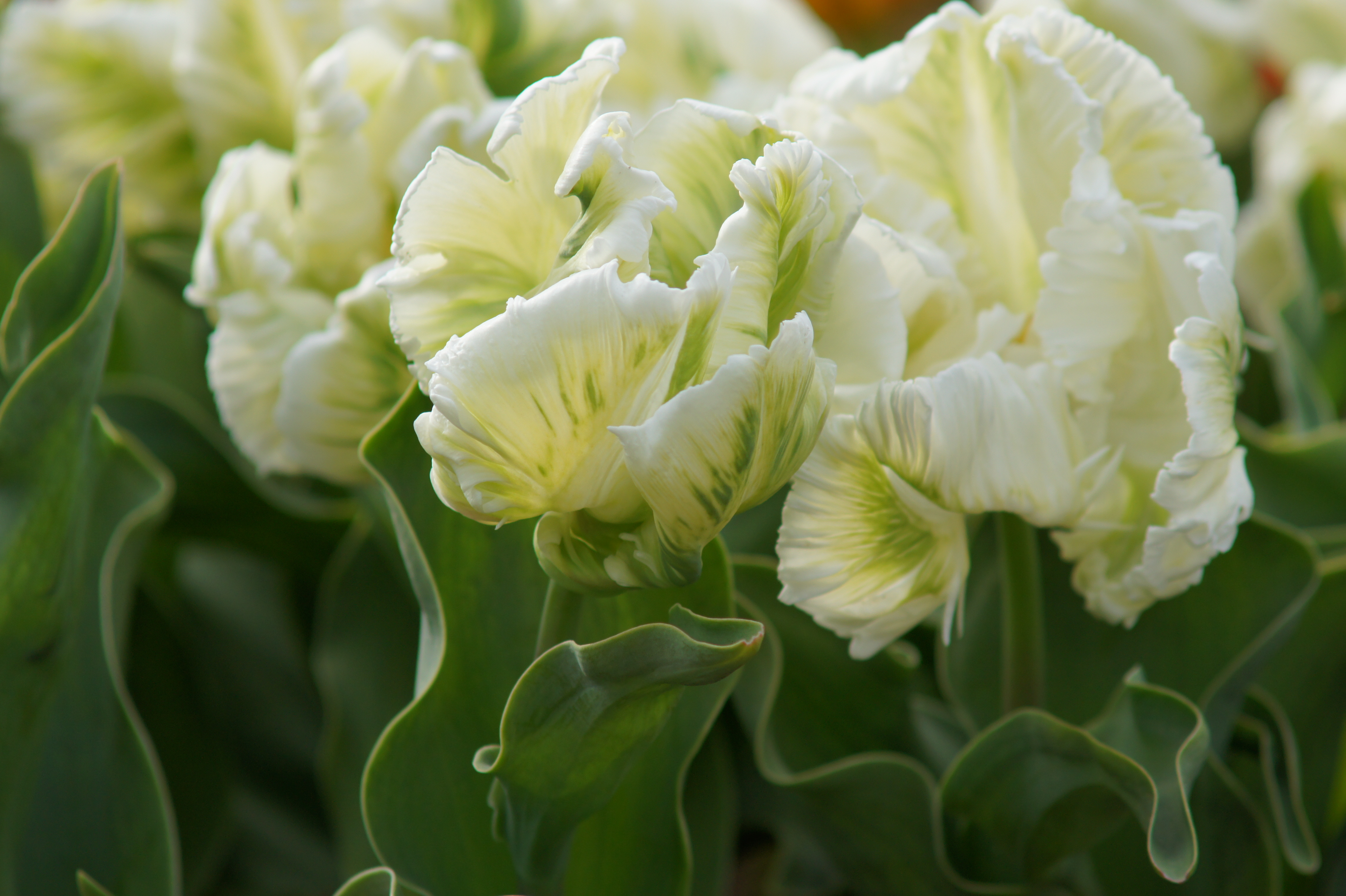 Papagei-Tulpen Super Parrot